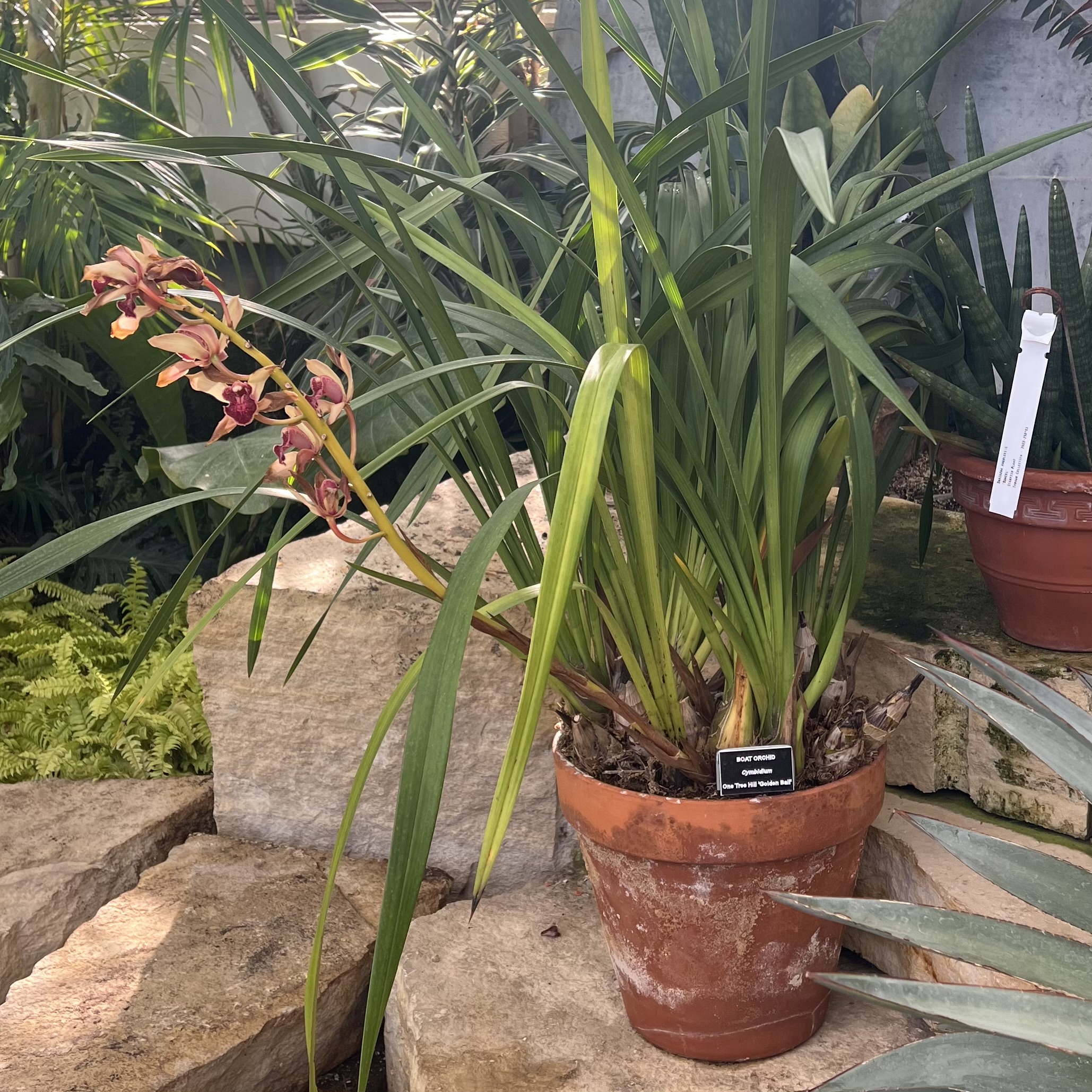 an orange and pink orchid
