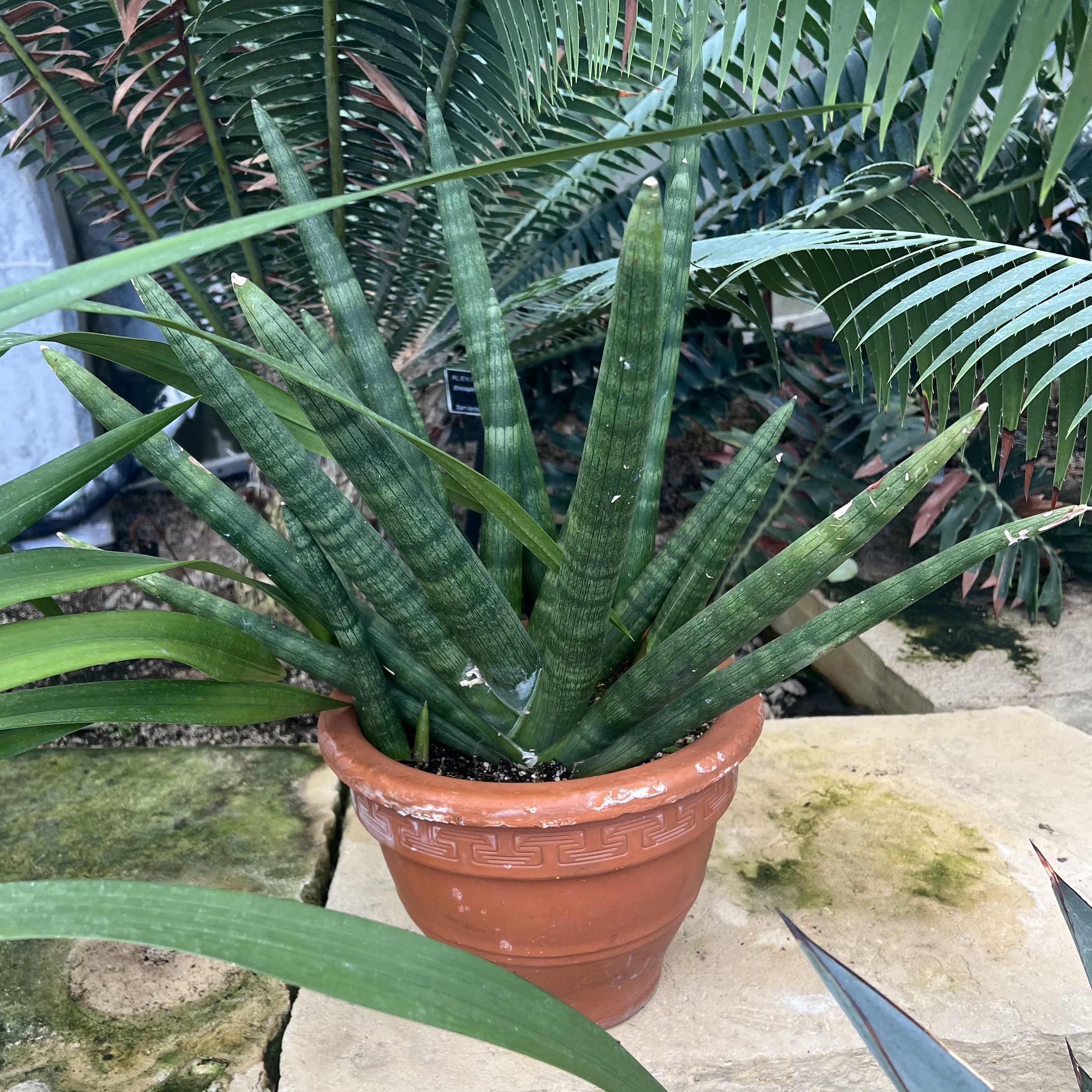 Pointy green foliage