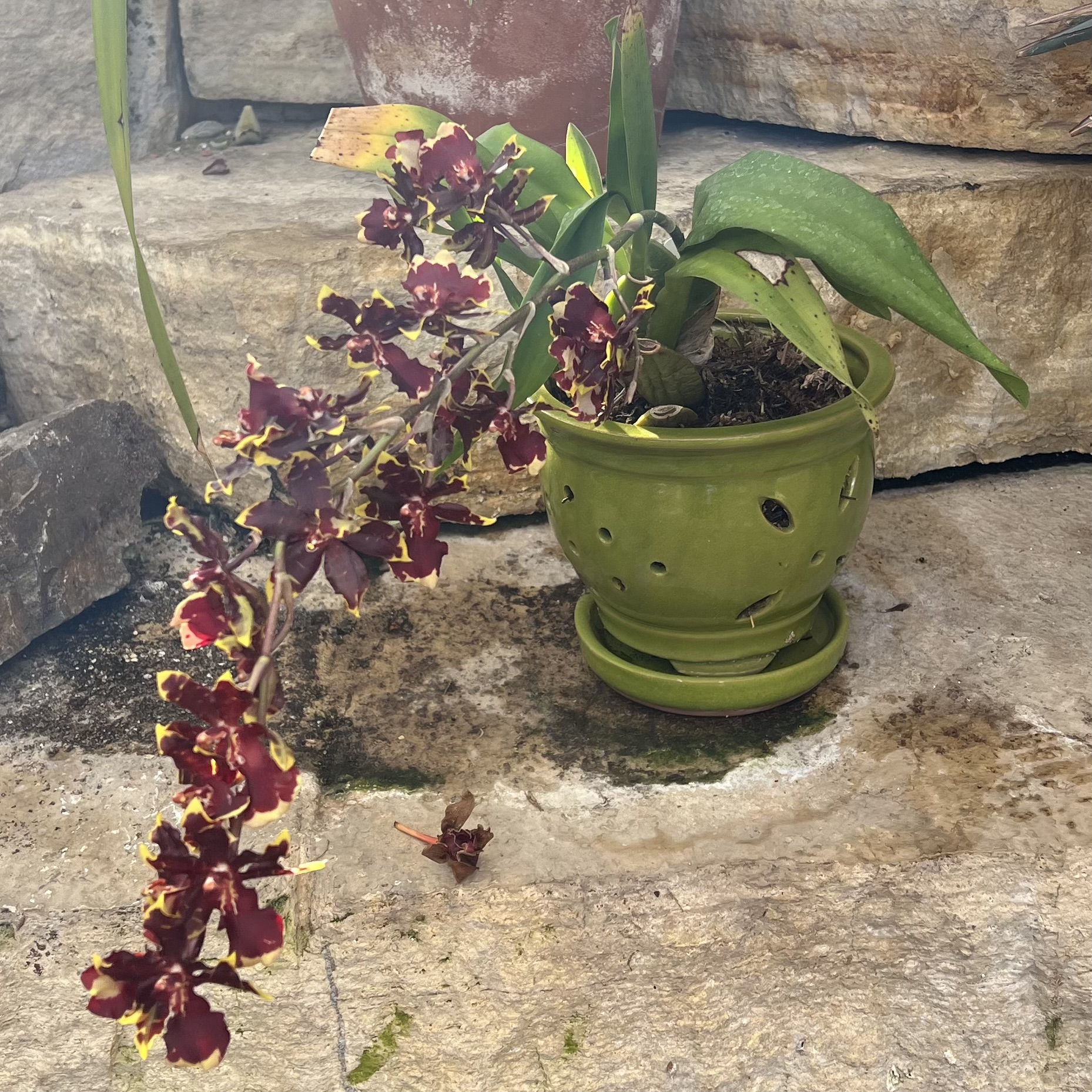 a deep red and yellow orchid