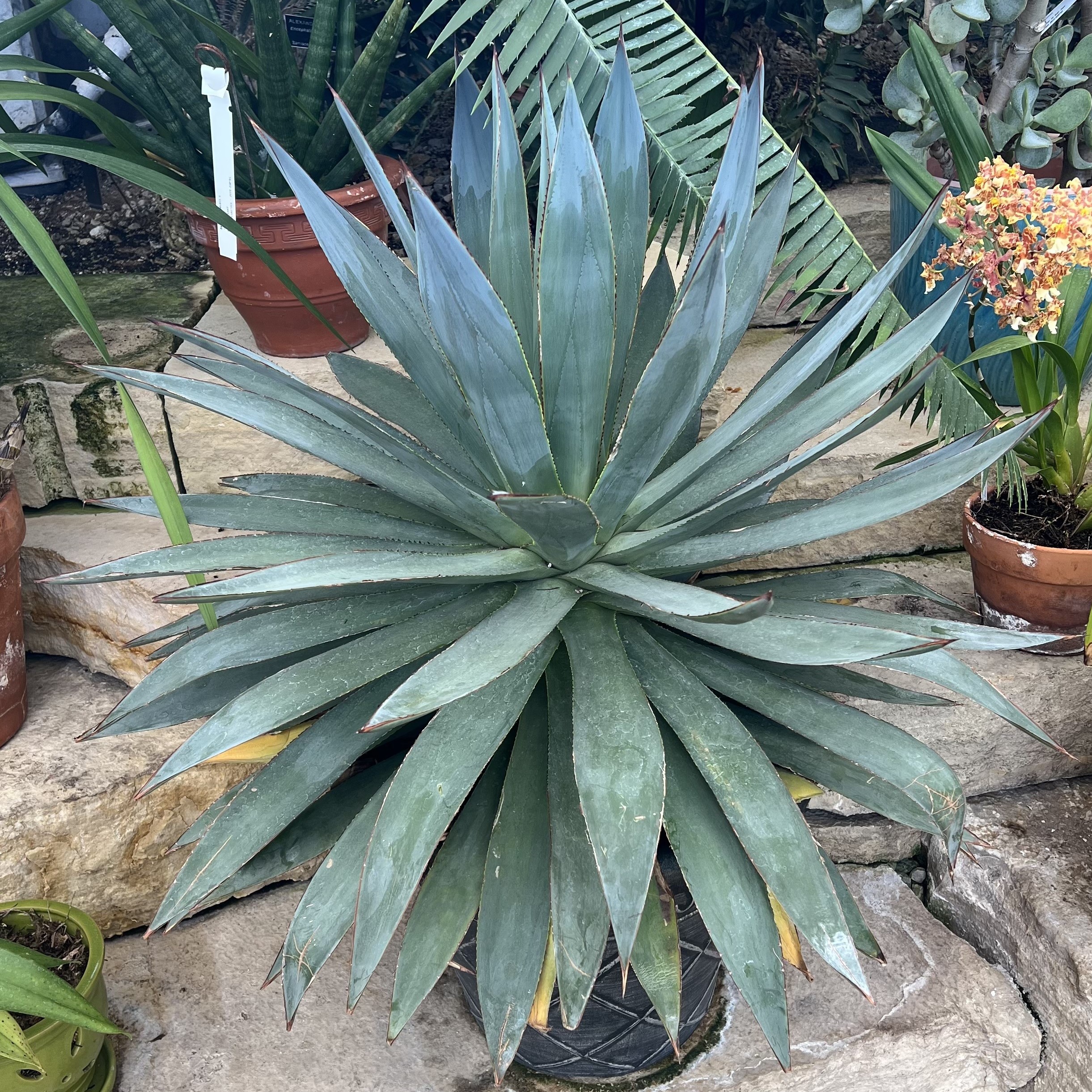 large, spiky, blue/green foliage