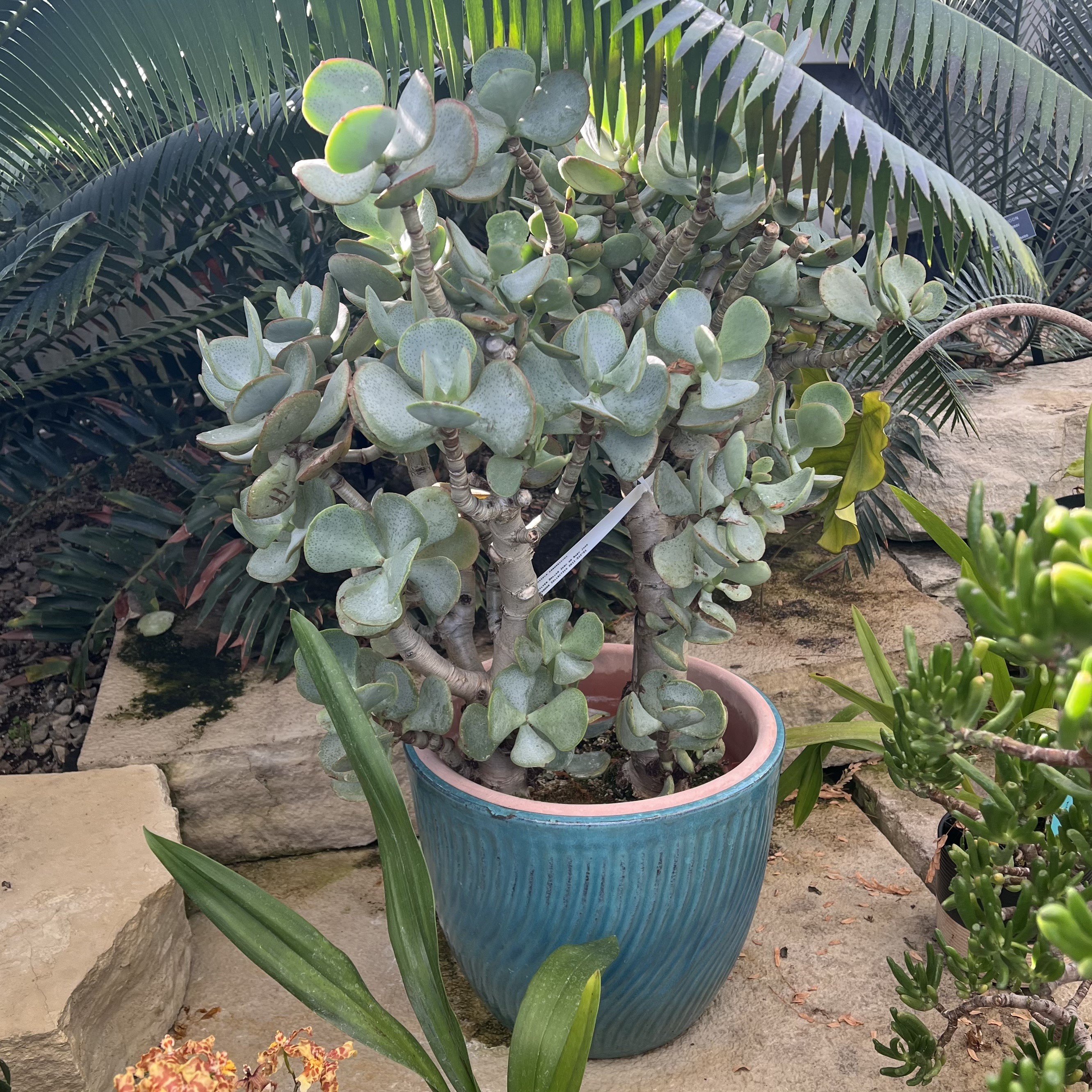 cool-tone green foliage with cool bark