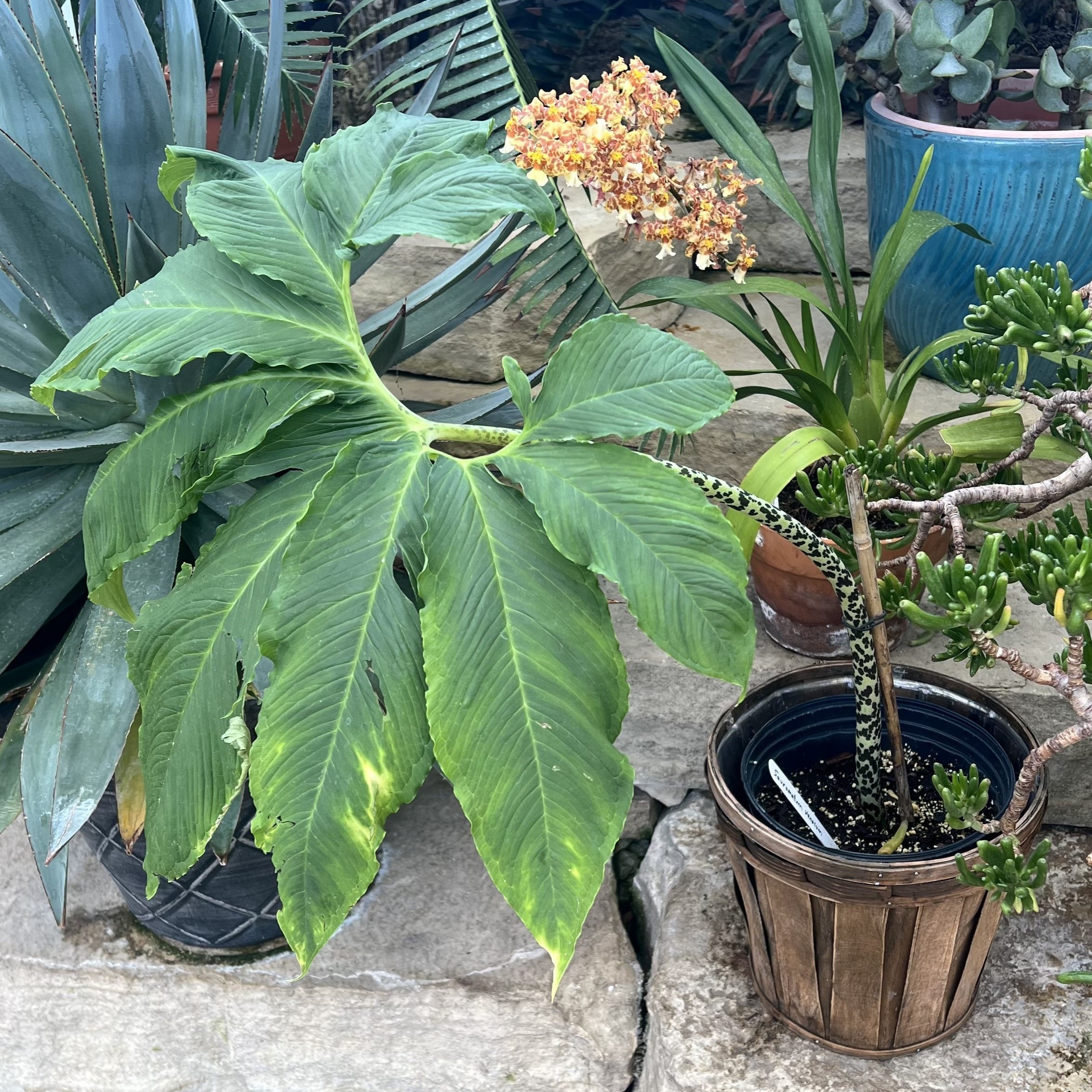 an ornate stem and large foliage