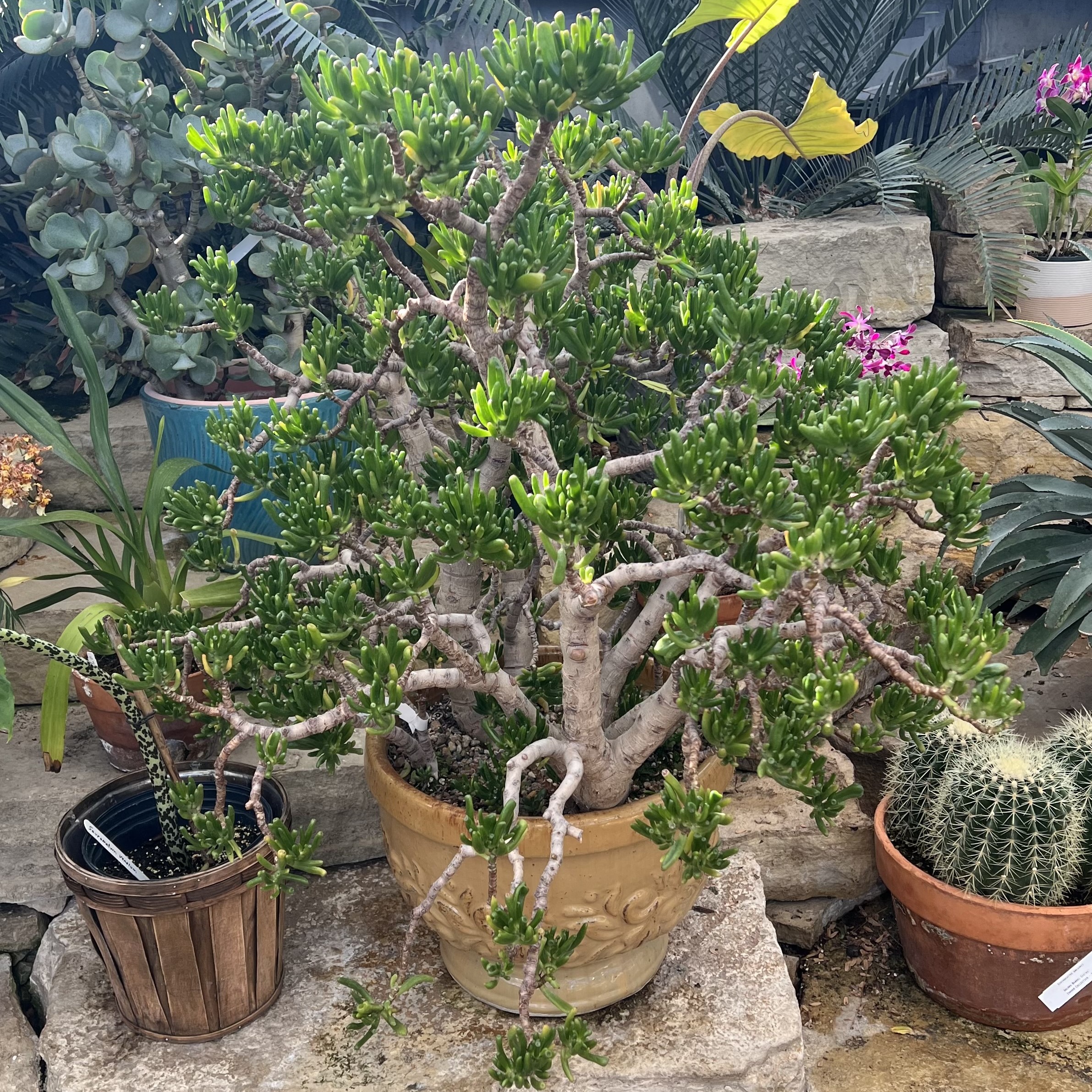 a large, gnarly jade plant