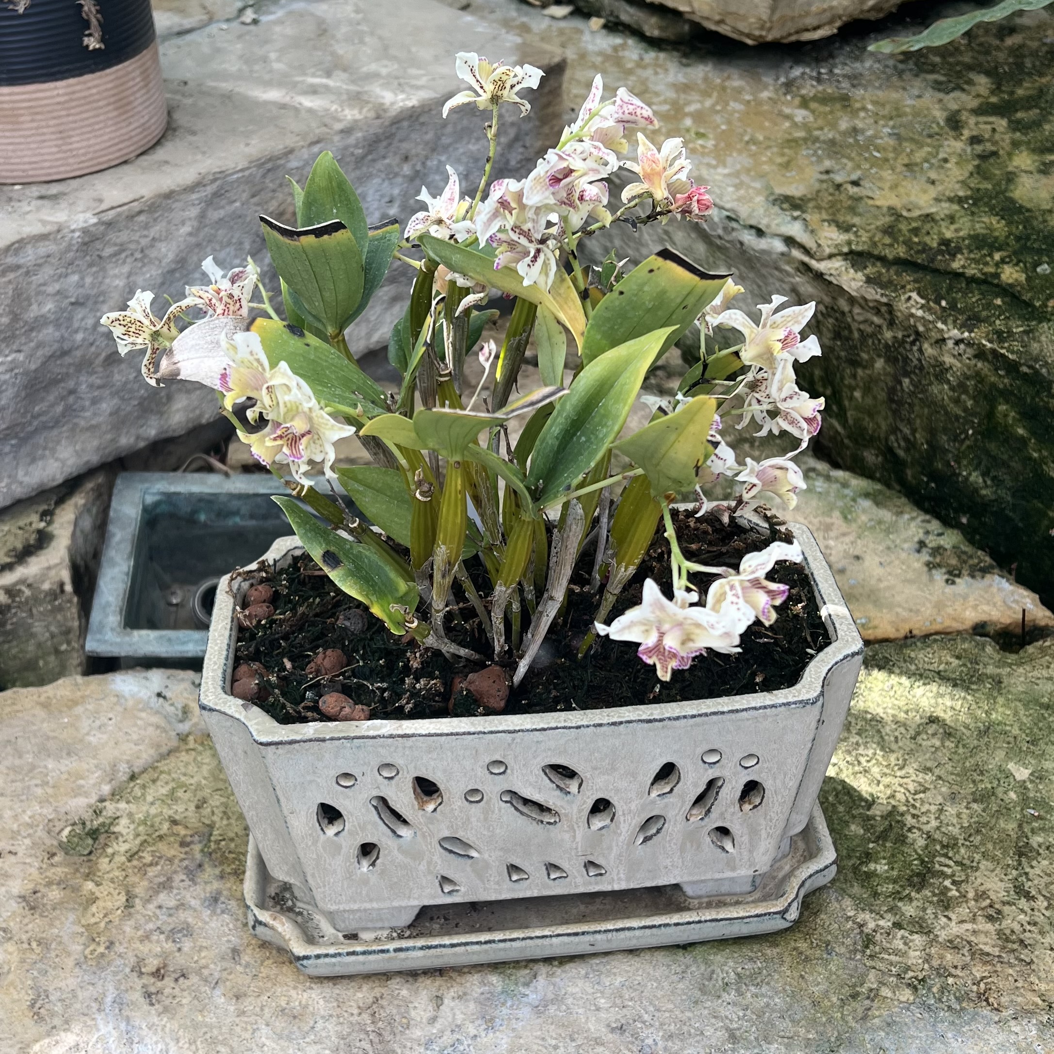 a short, white orchid