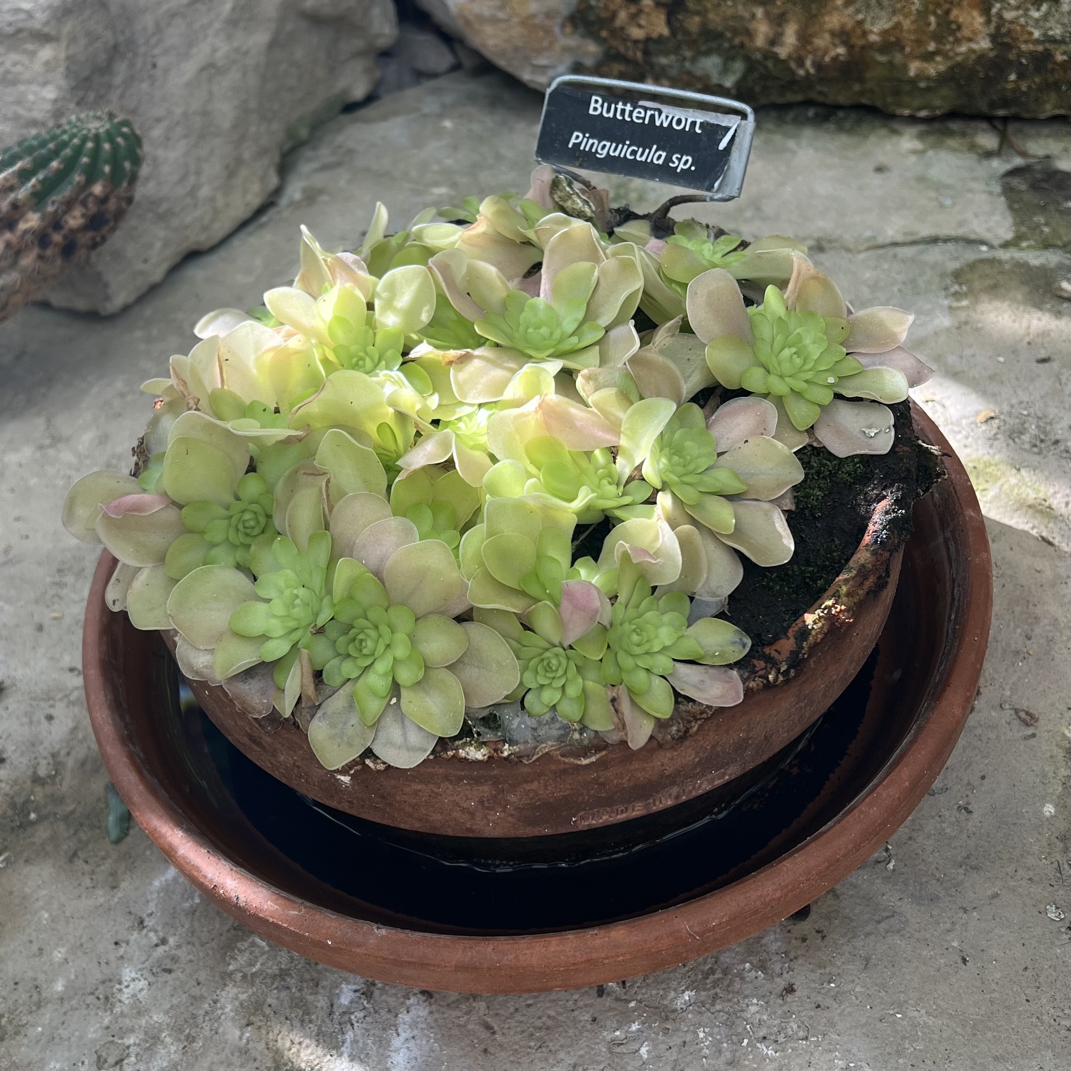 a carnivorous plant that looks like little green flower blooms