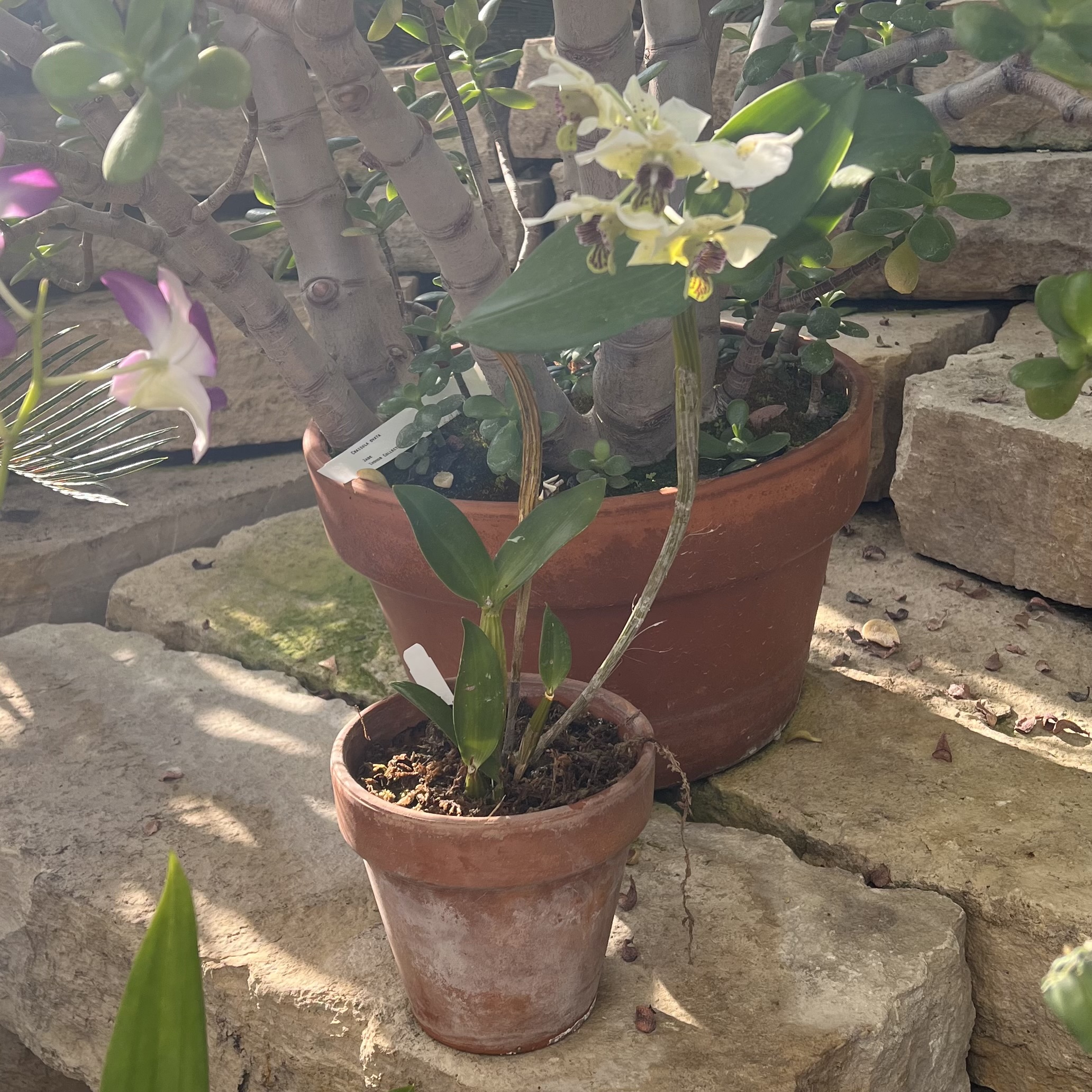 a dainty yellow orchid with a purple tongue