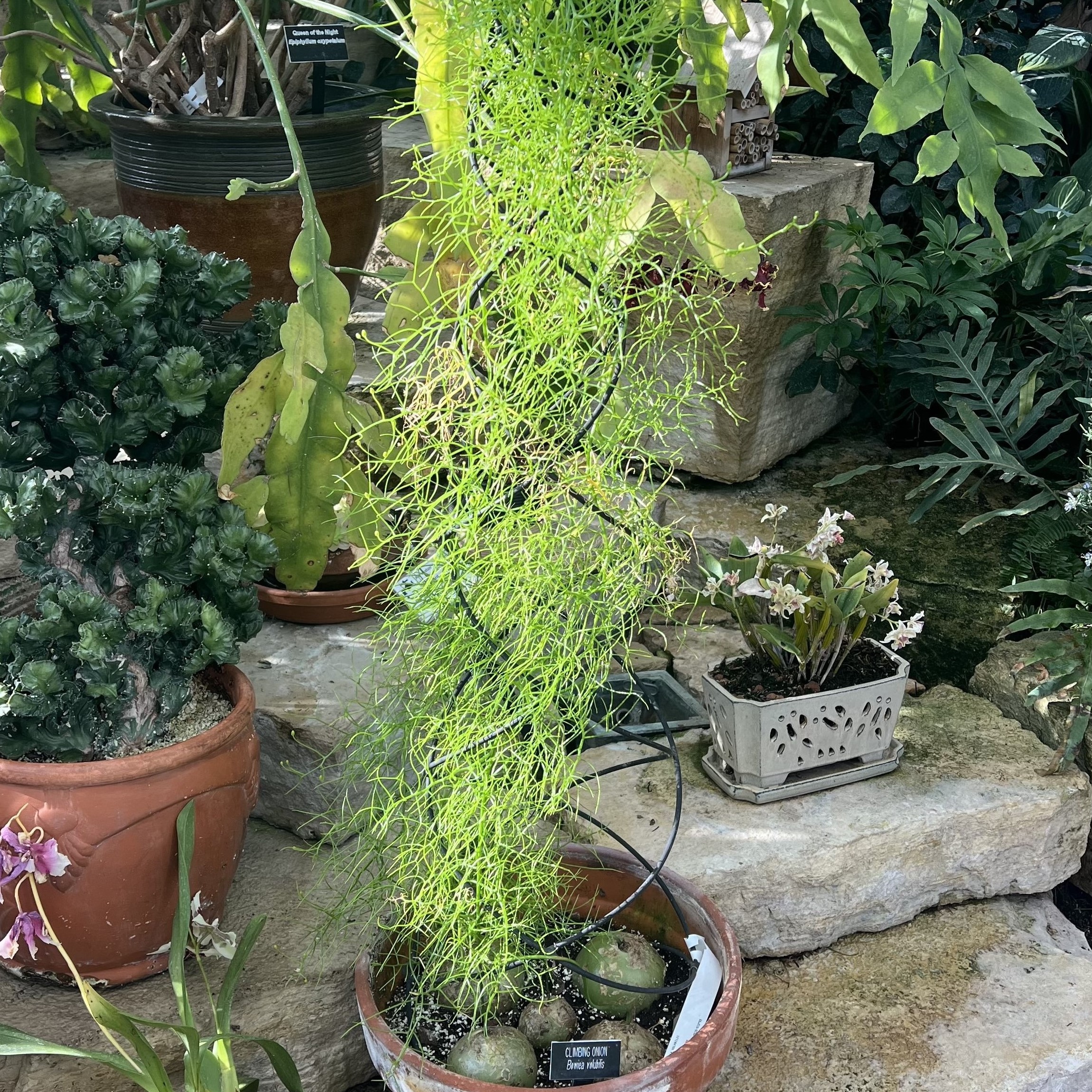bulbs with stringy, climbing vines emerging