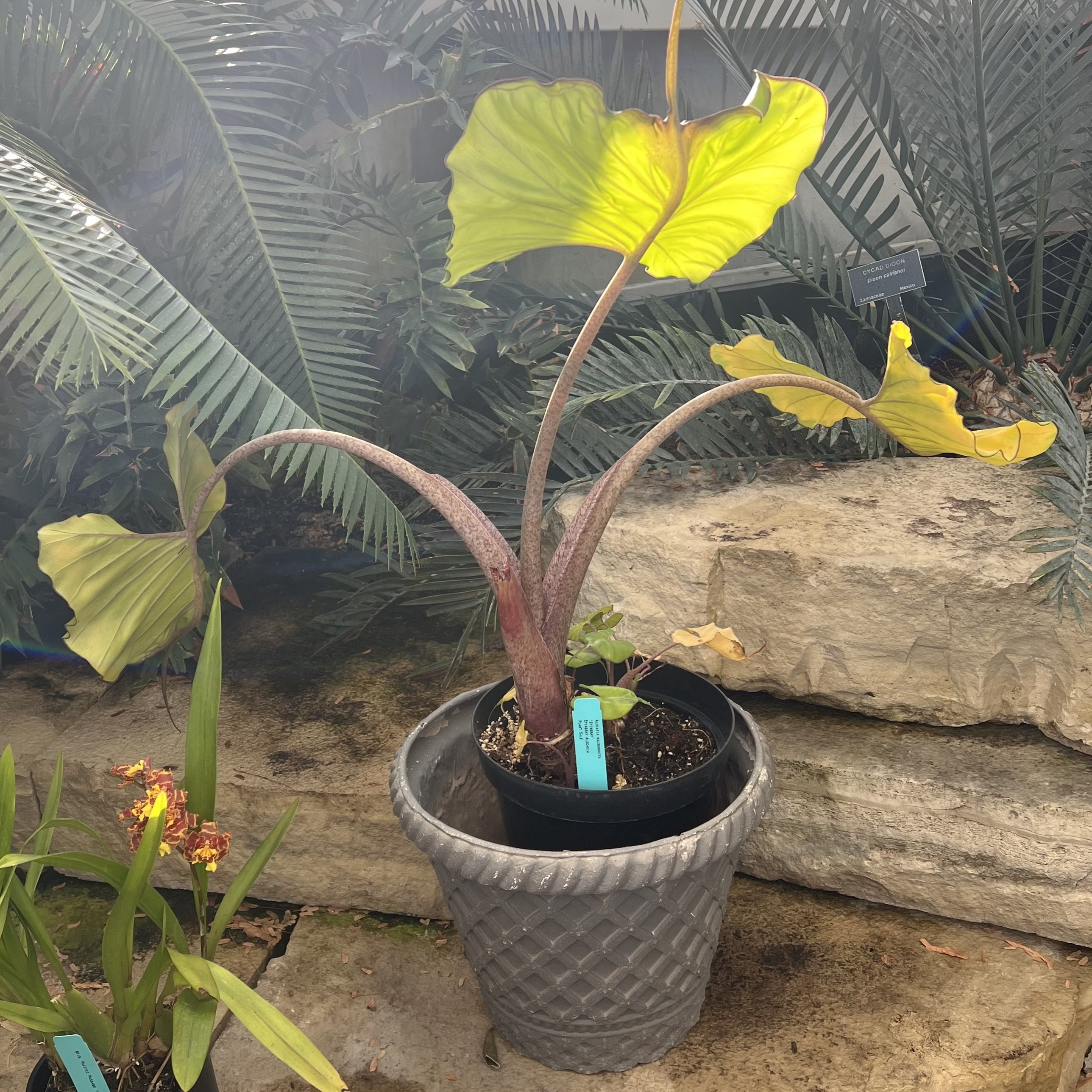 interesting foliage with red stems