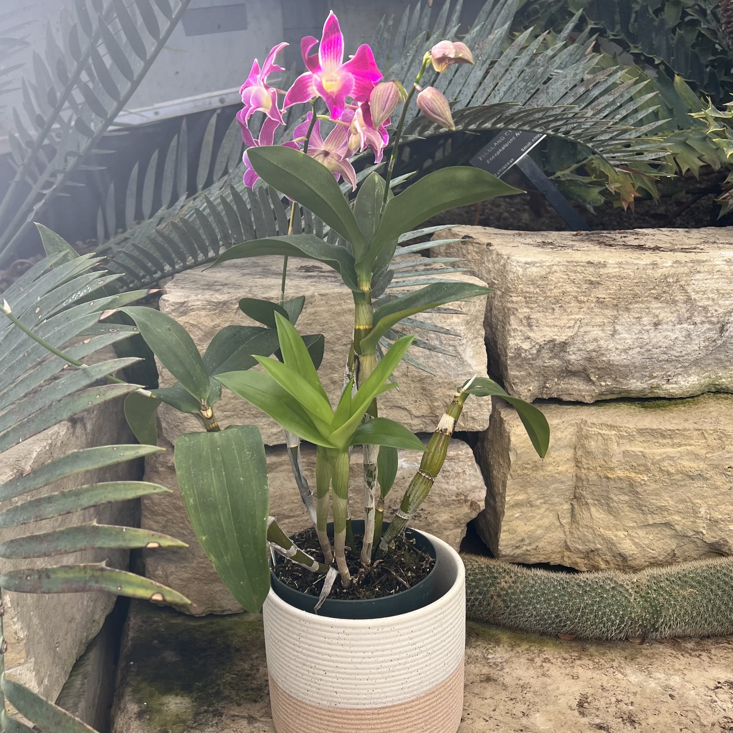 a pink orchid with yellow tongues
