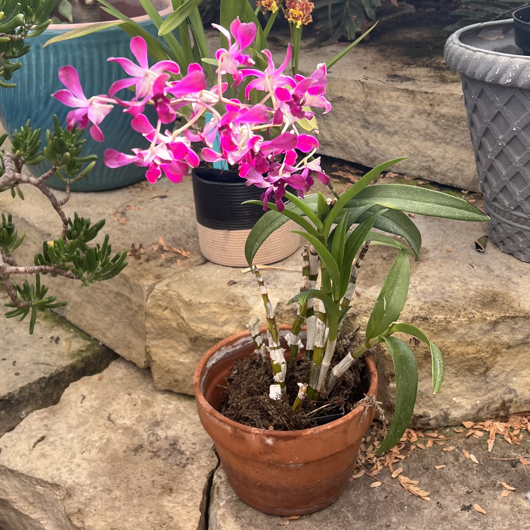 a bright pink orchid
