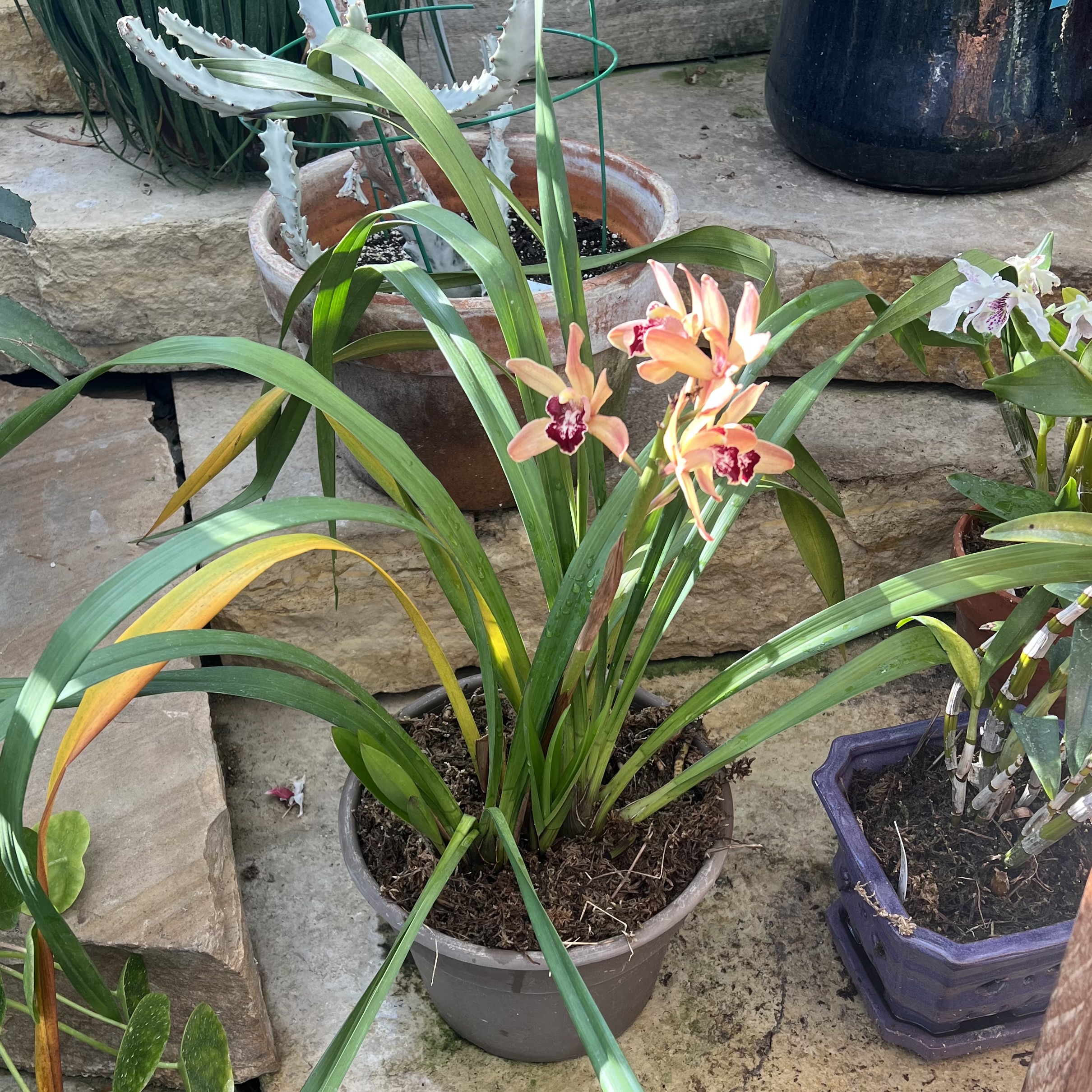 an orange and maroon orchid