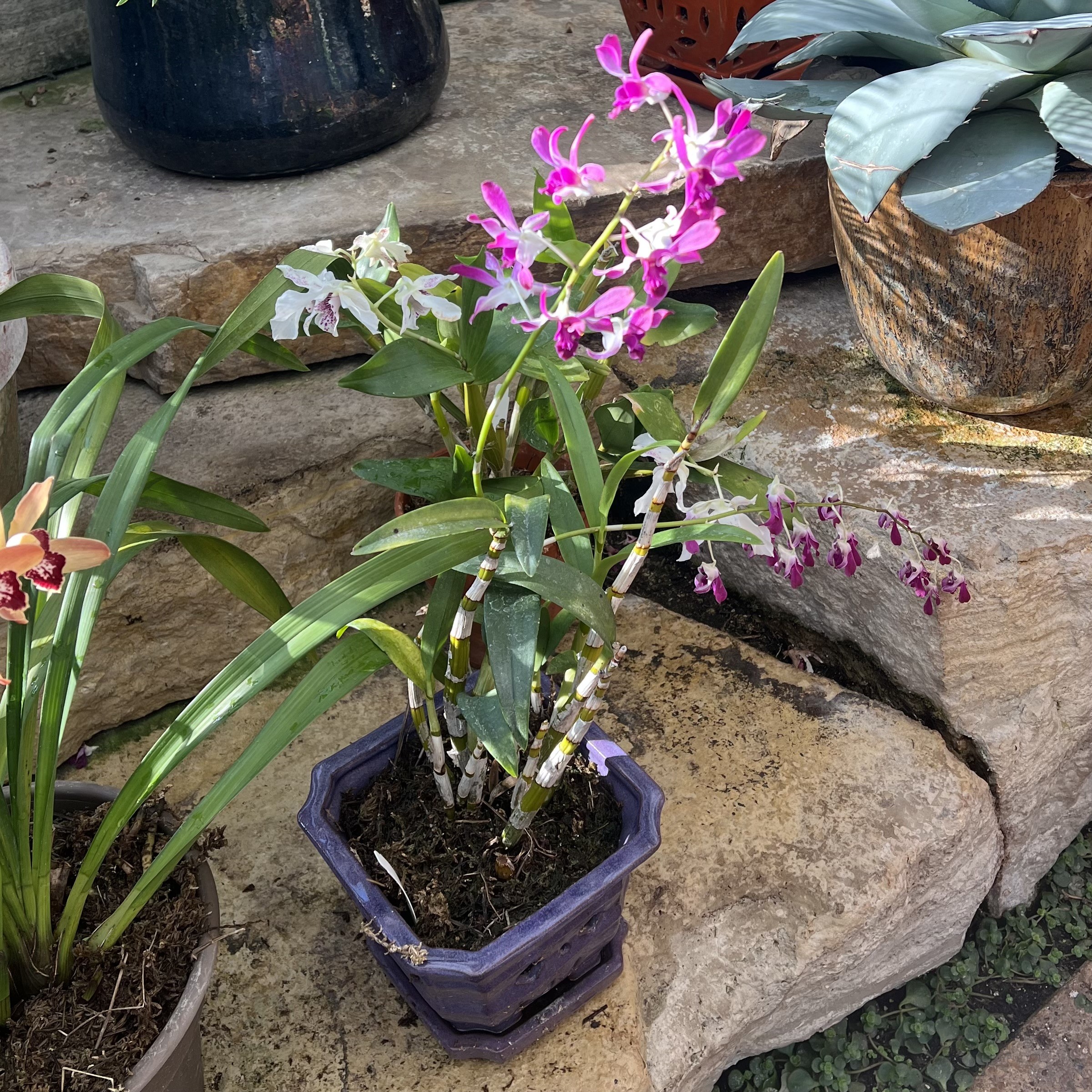 a bright pink orchid