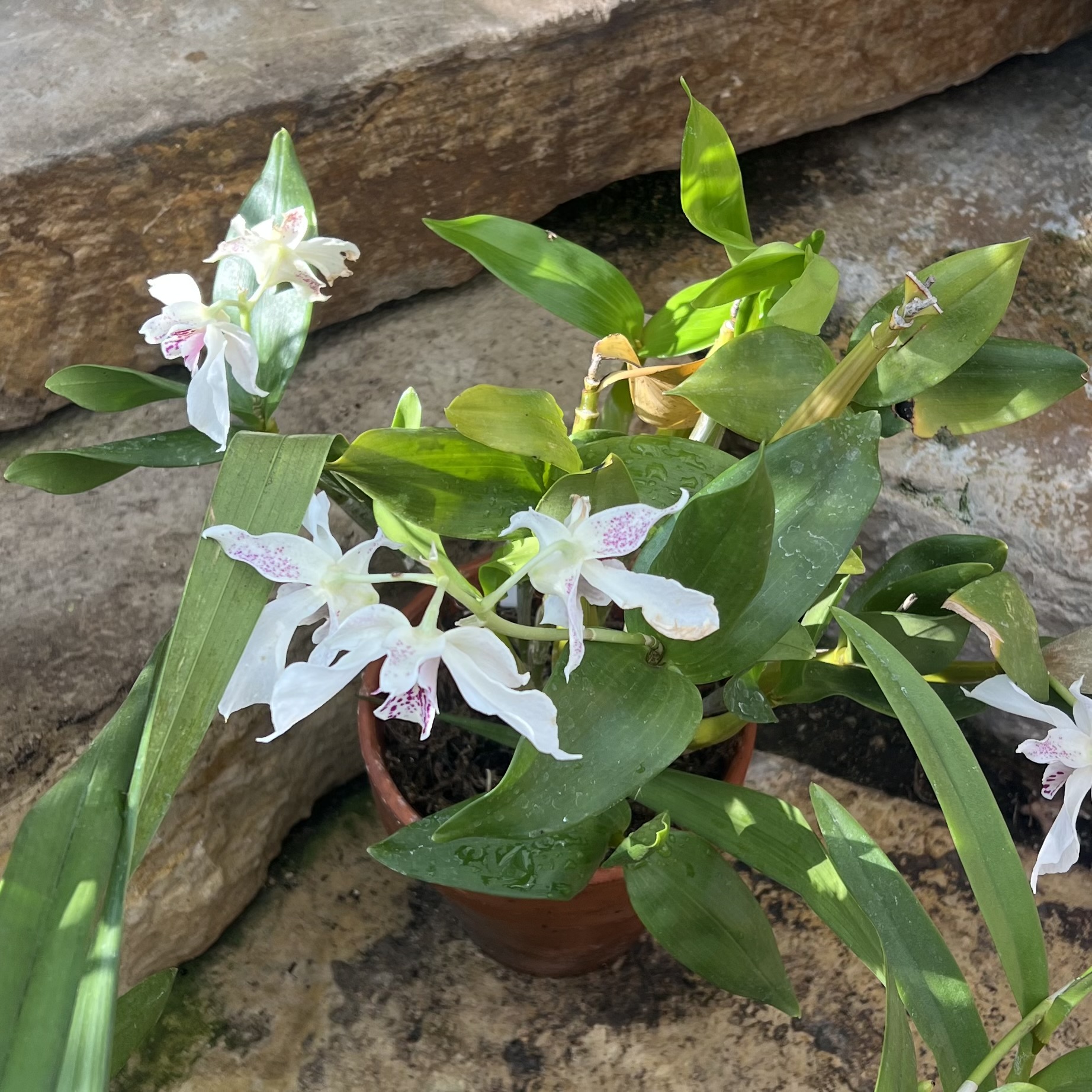 a small, white orchid