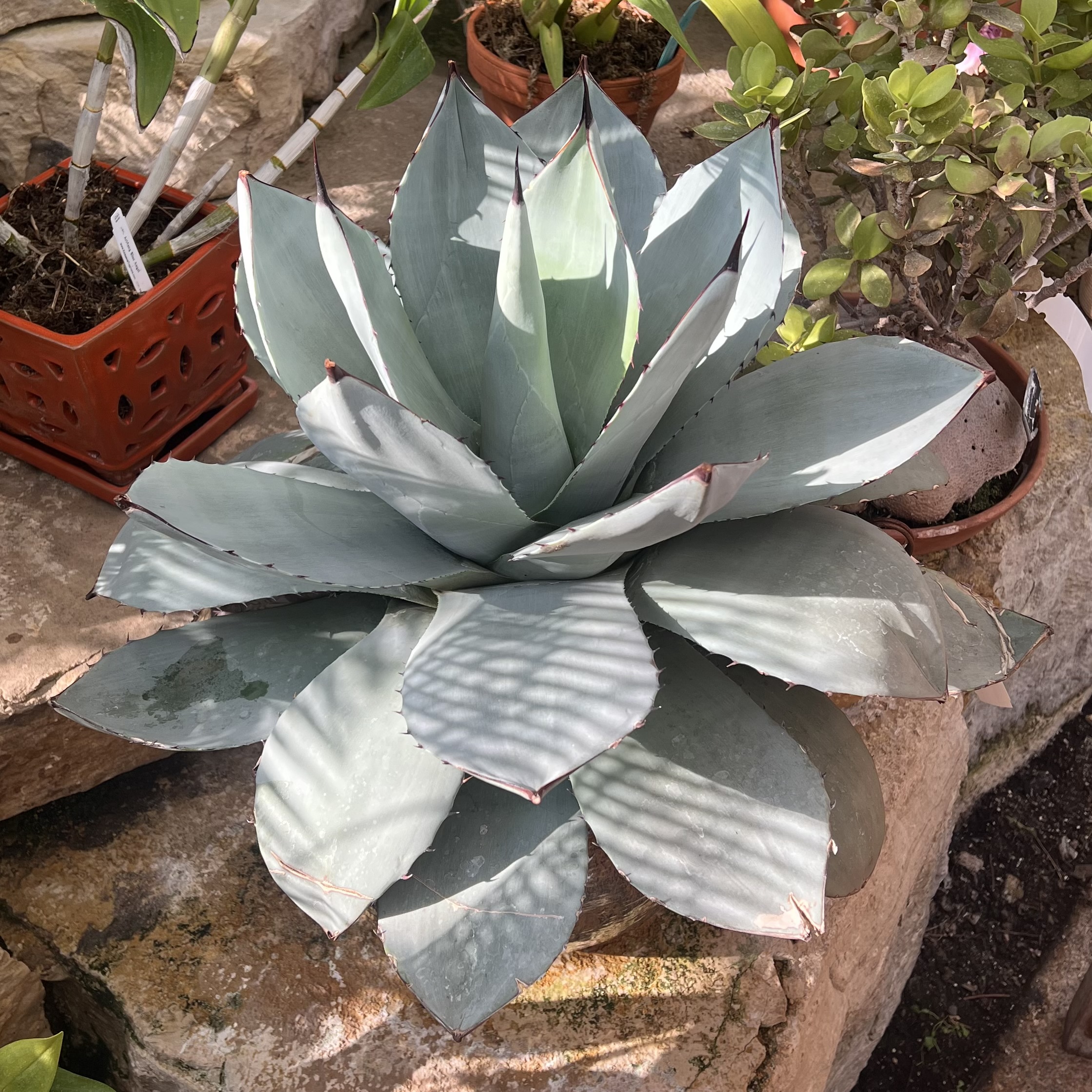 blue/green, pointy foliage