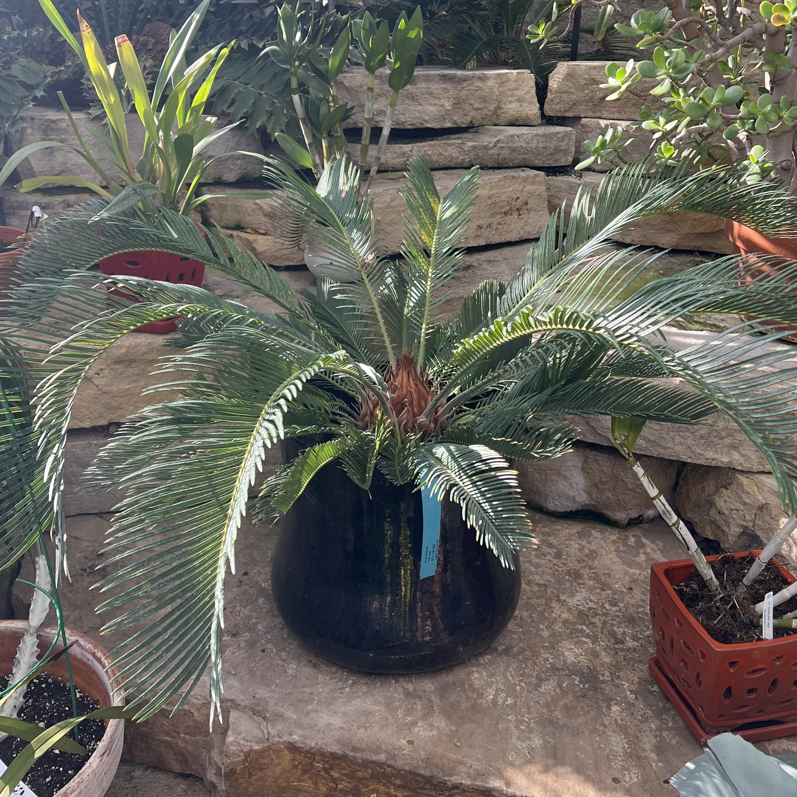 large, spiky, green foliage