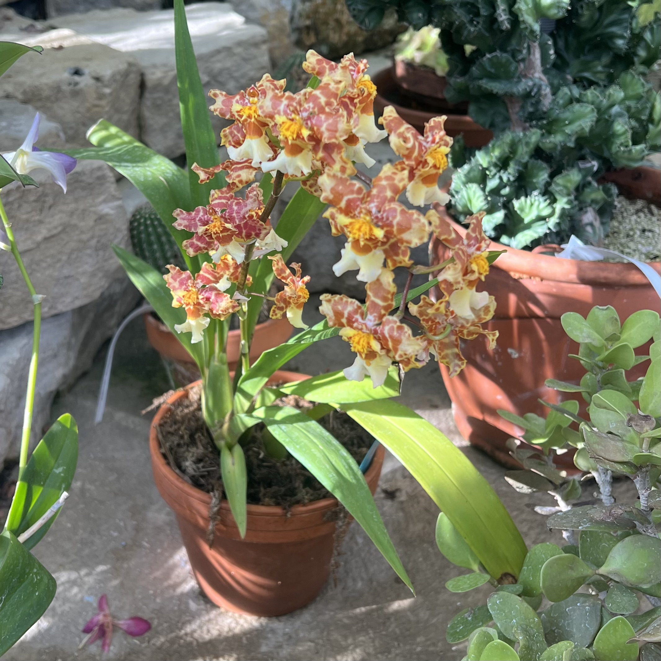 a bright orange and yellow orchid