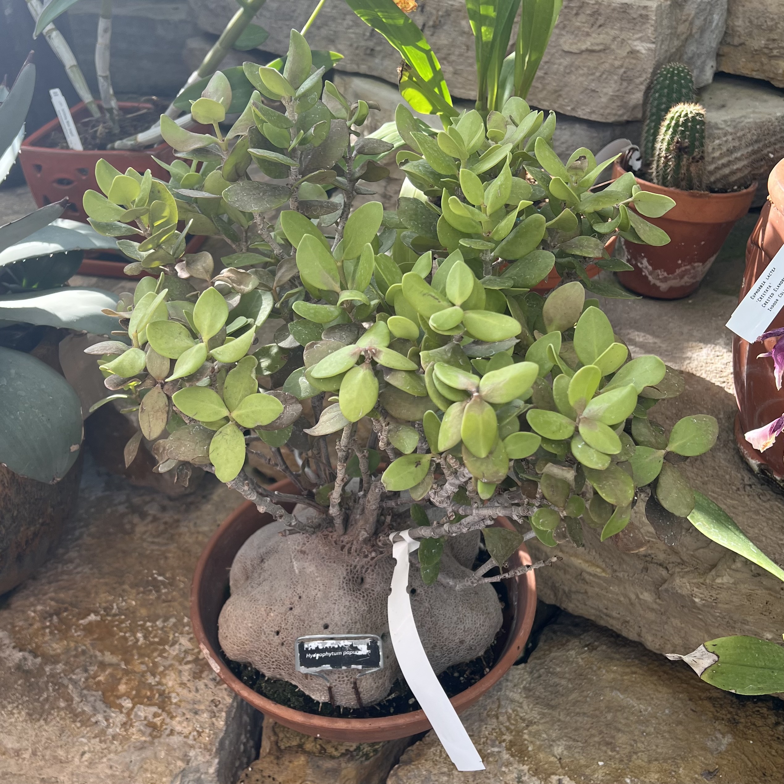 light green folige on a large, woody base