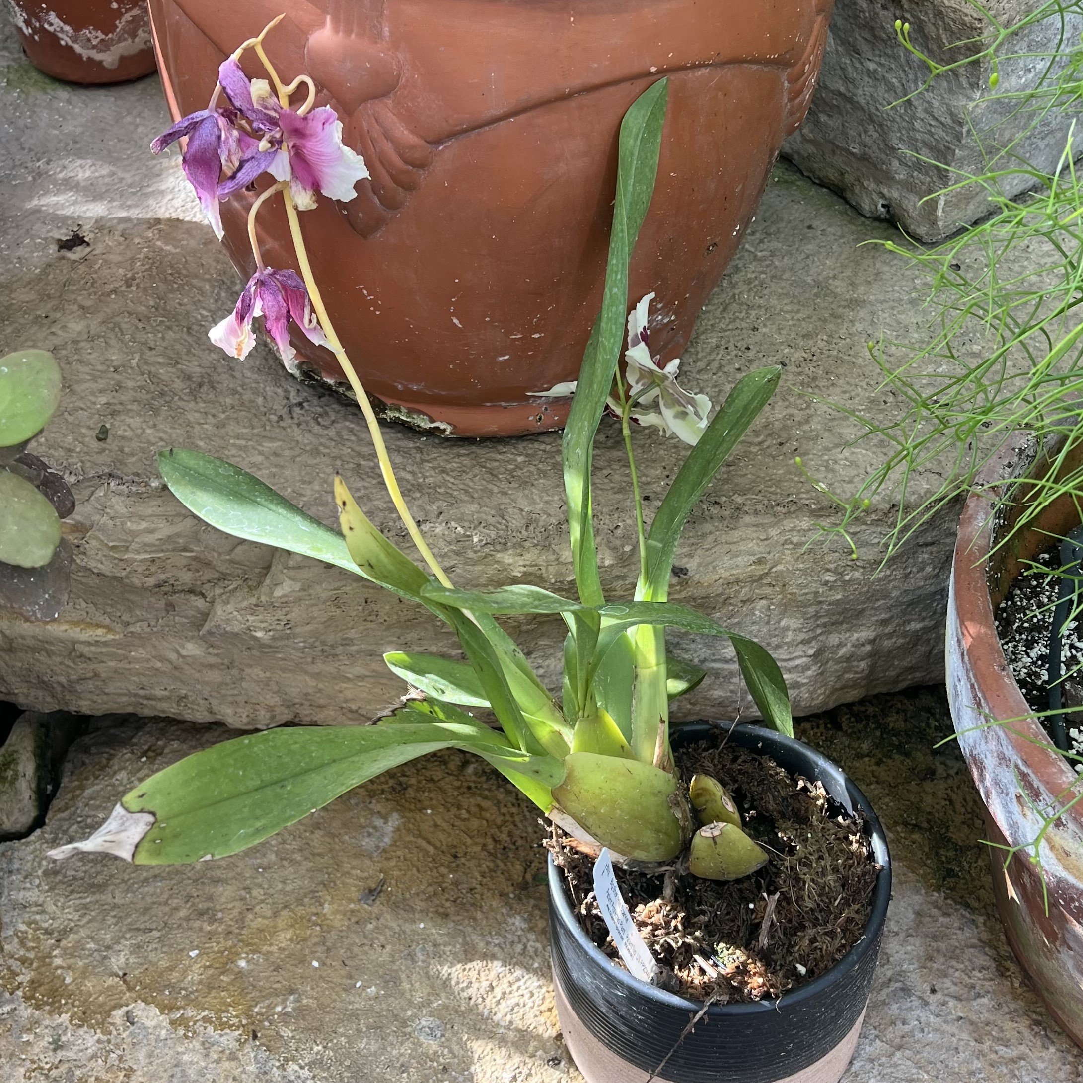 a pink and white orchid