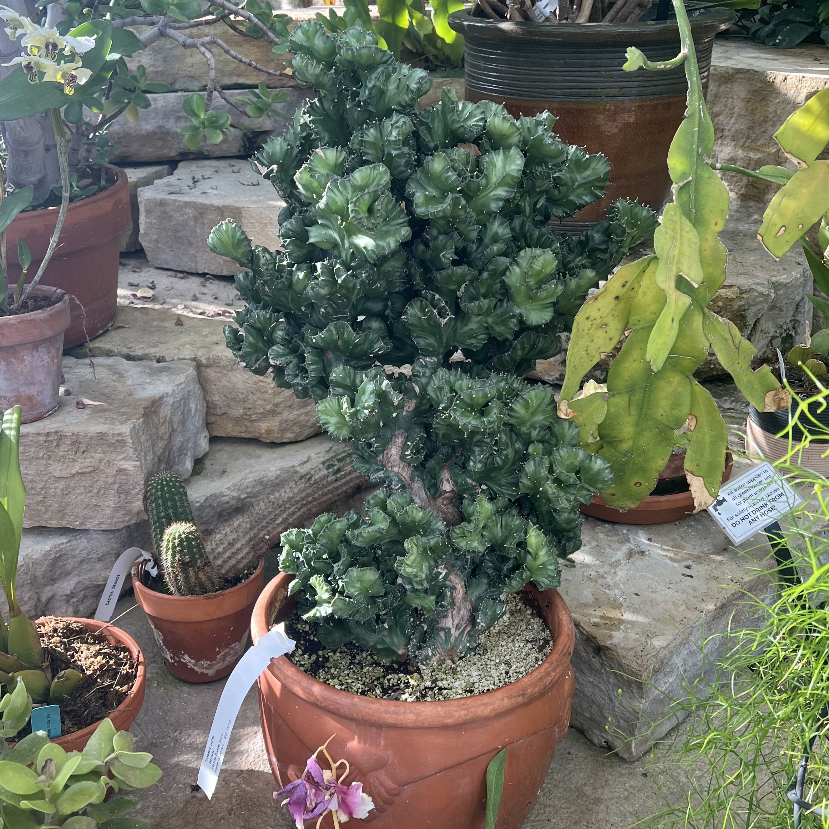 an interesting green cactus