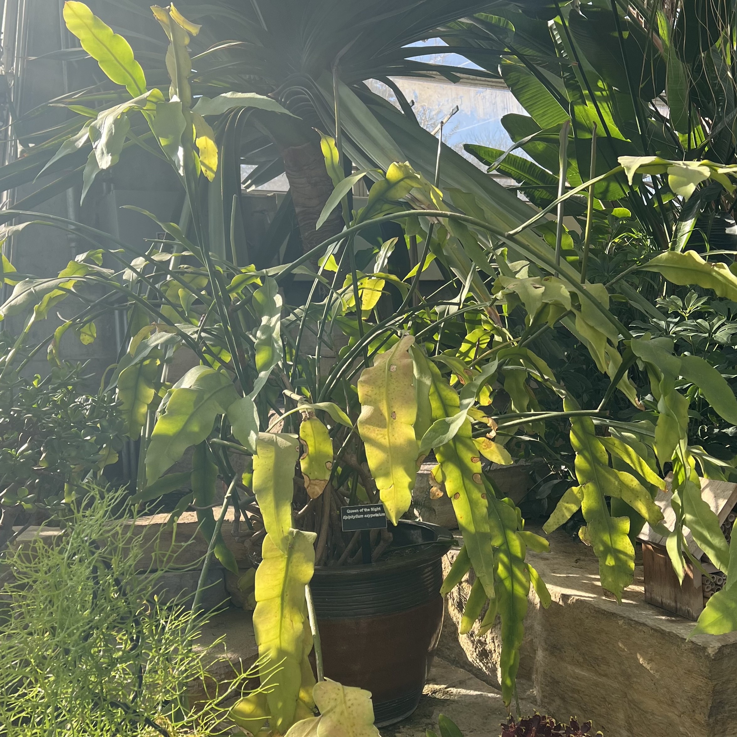 a large woody plant with long stems and leaves