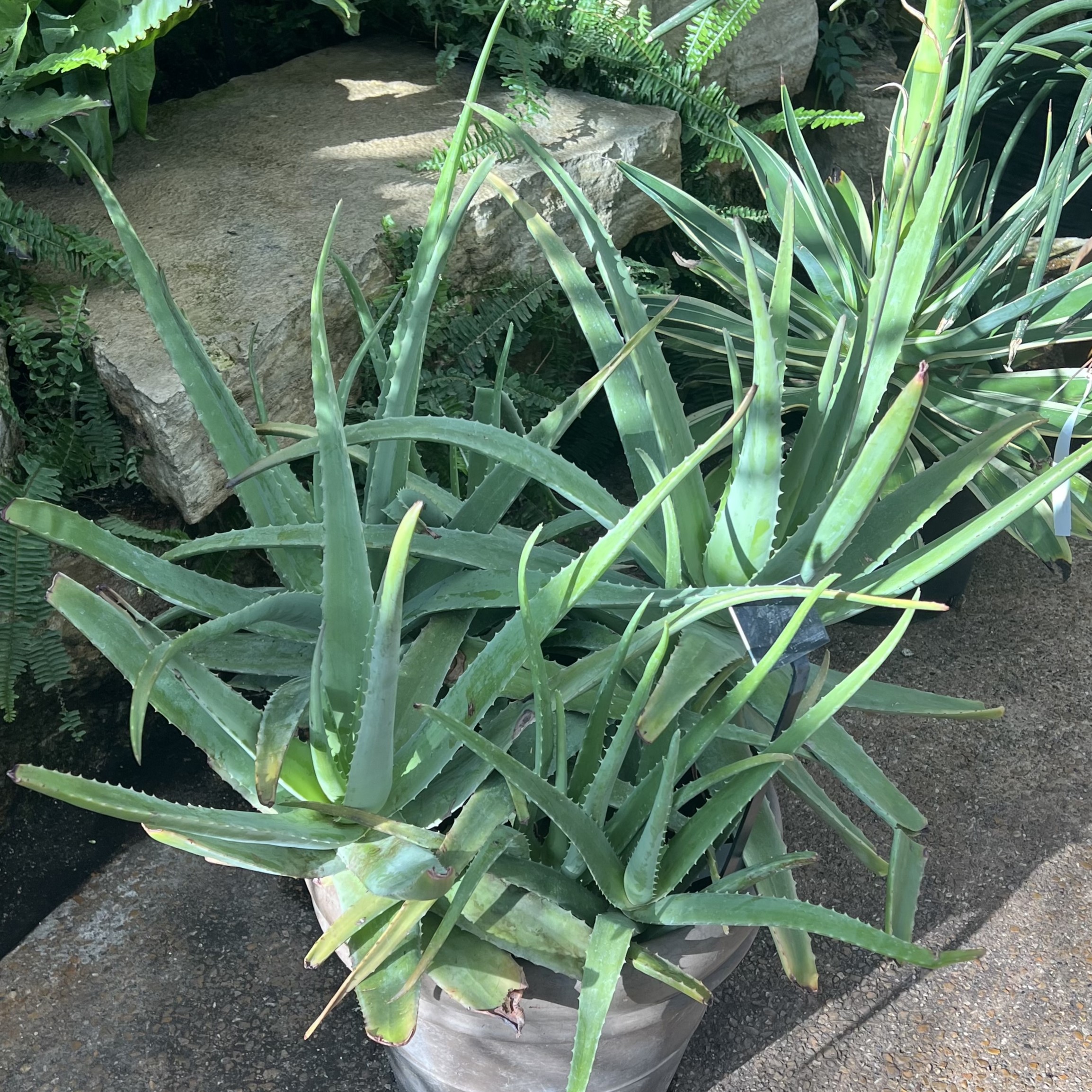 long strands of pokey, green foliage