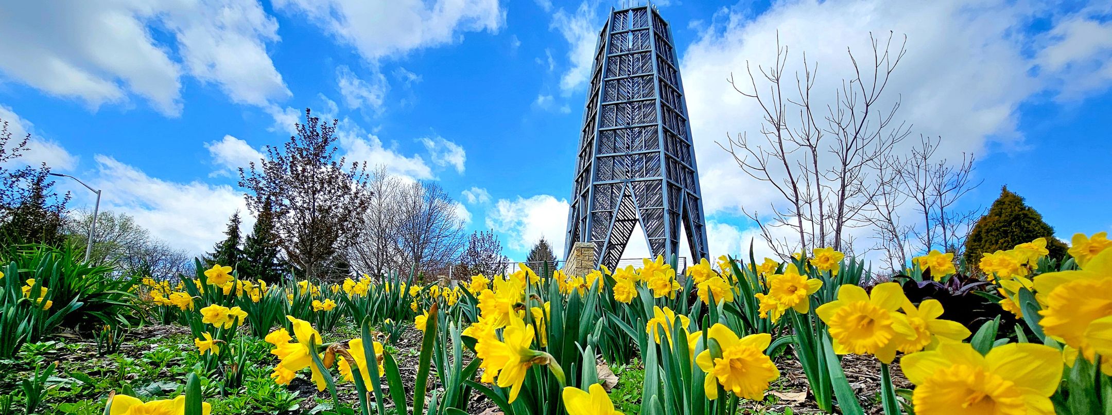 Daffodils and Sycamore Falls at Reiman Gardens