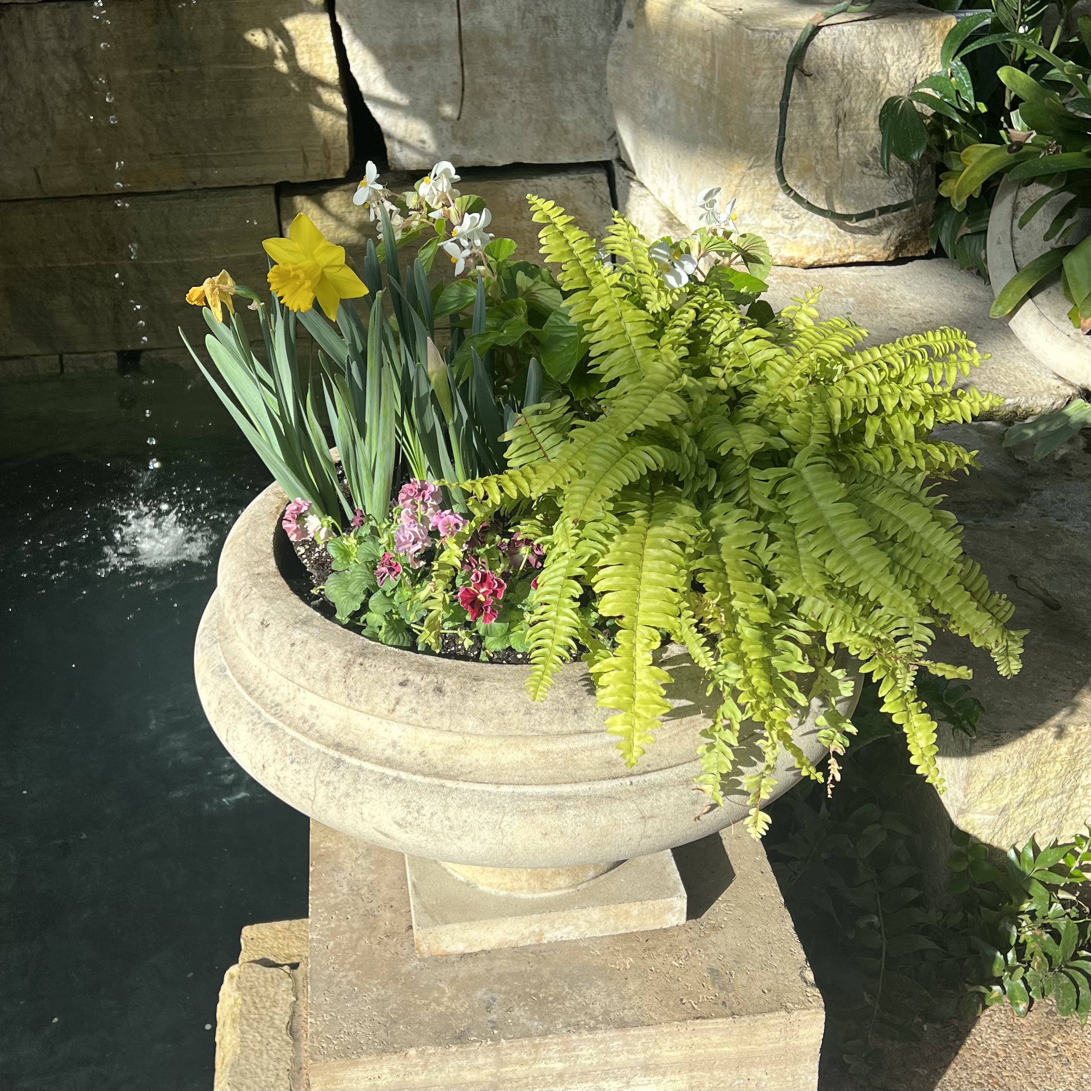 a stone container with a fern, daffodils, and small colorful blooms