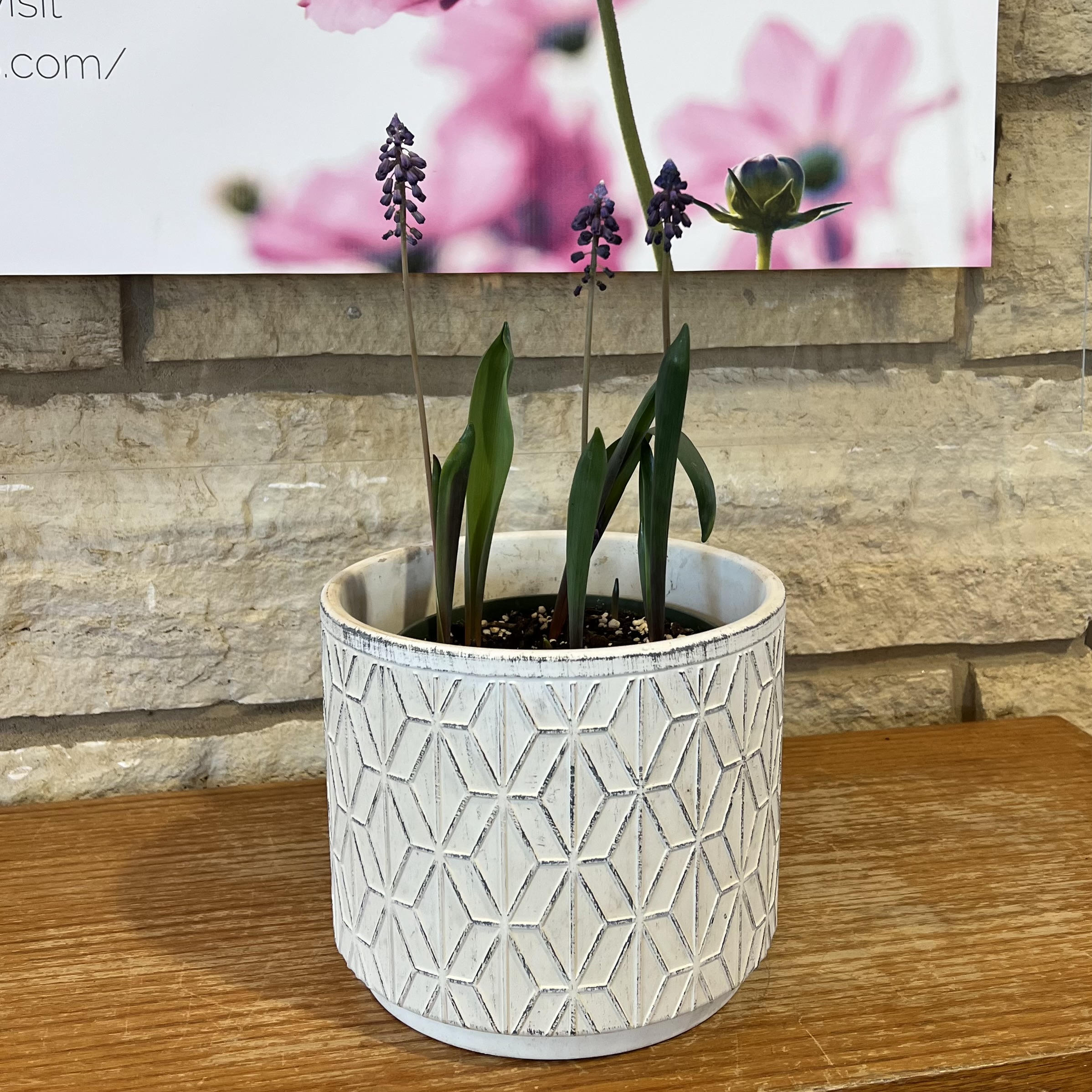 delicate, upright, purple blooms