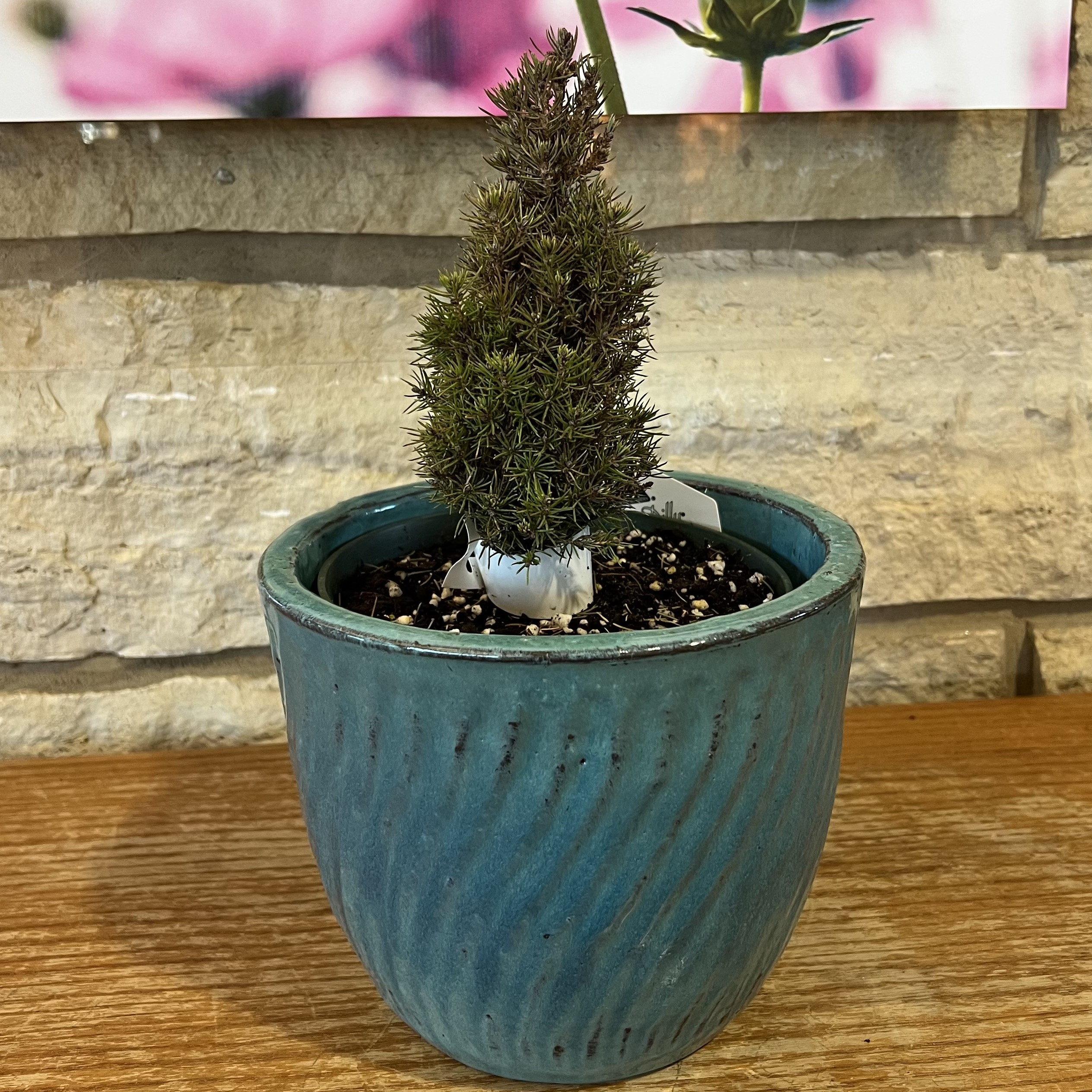 a miniature evergreen