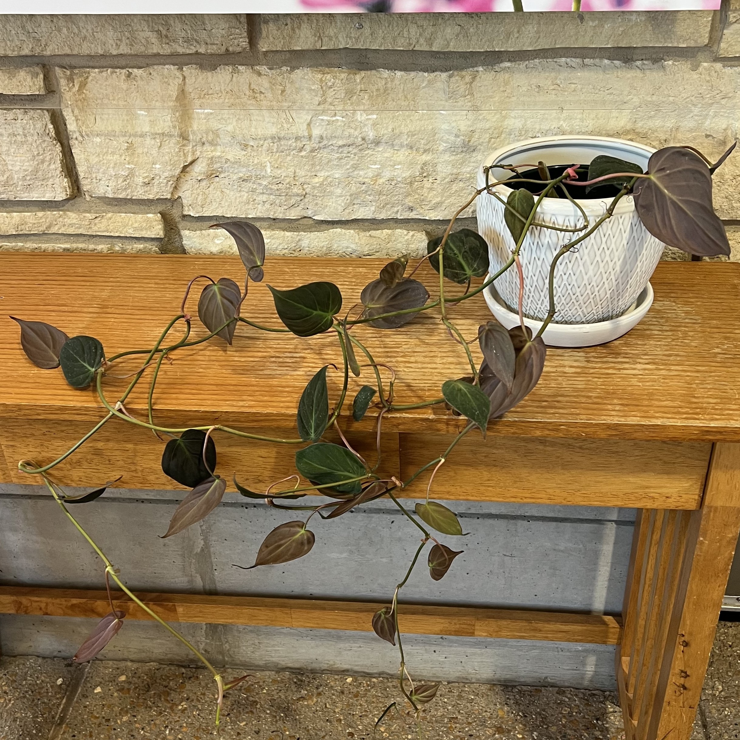 long vines with dark green and red/purple leaves
