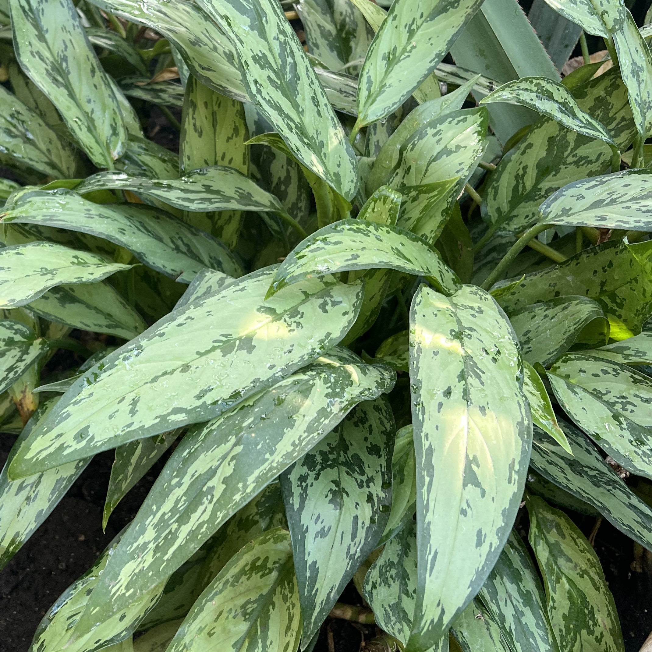 thin, green, variegated leaves