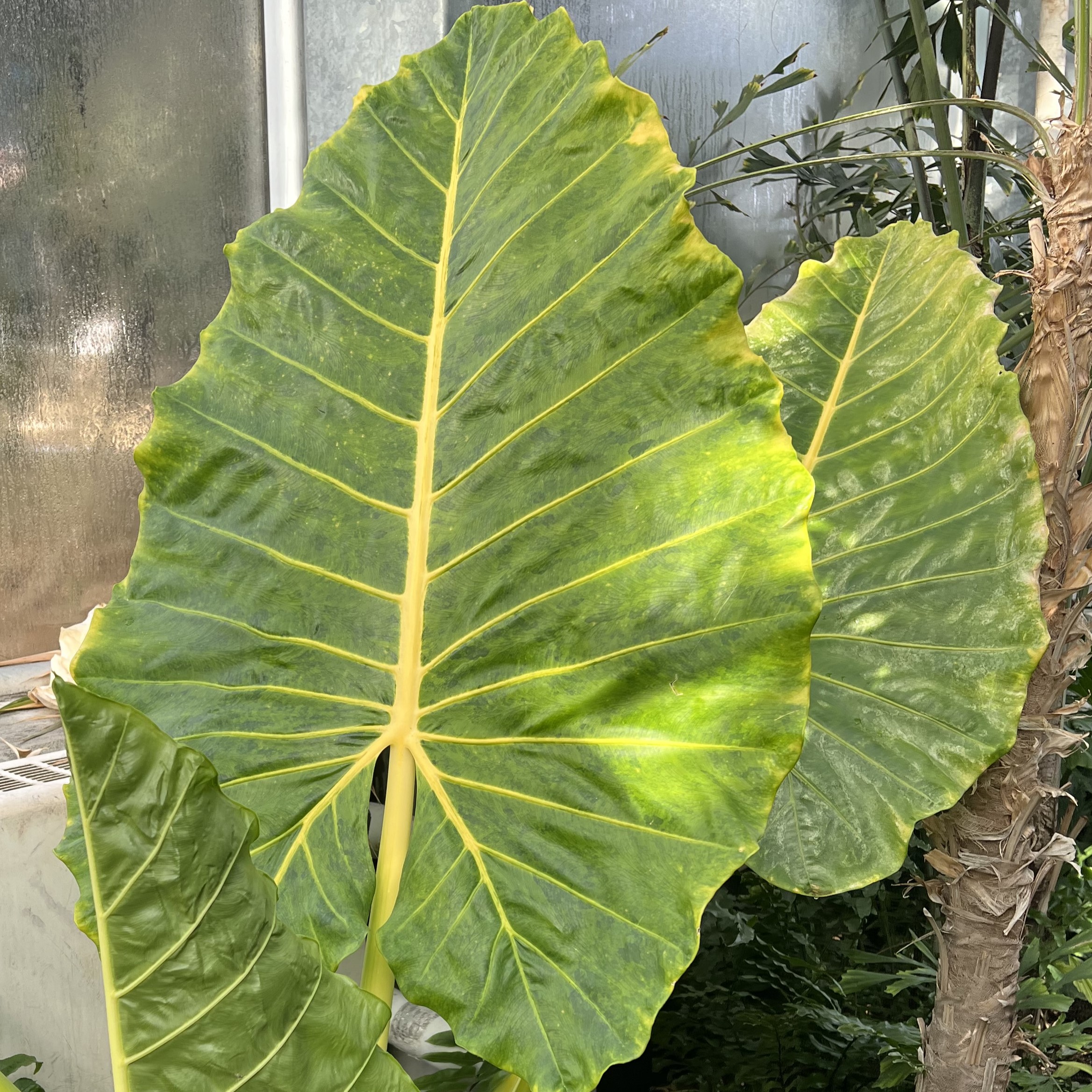 giant green leaves with yellow stems