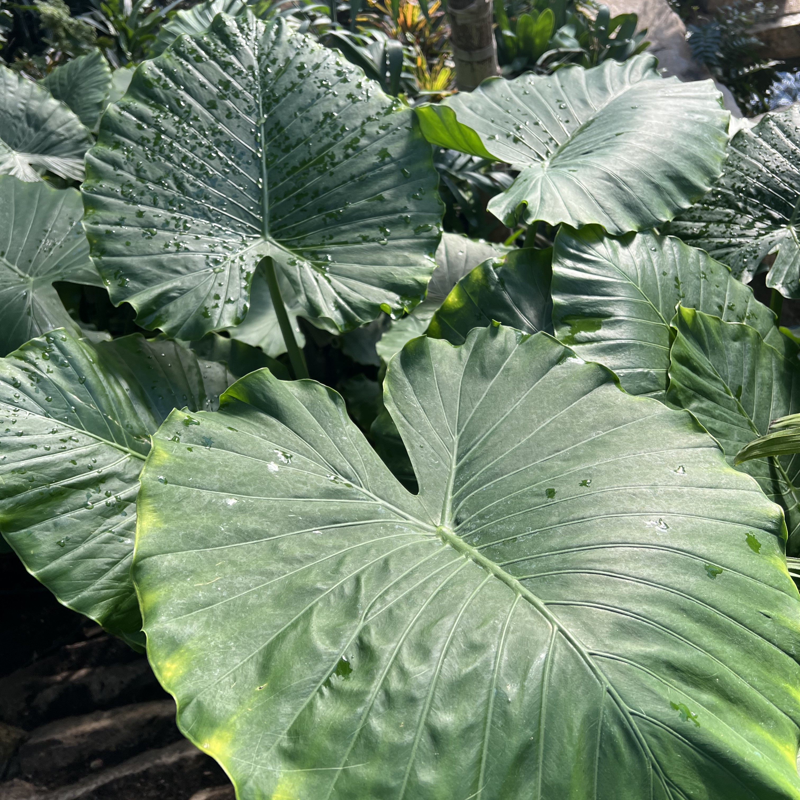 very large leaves
