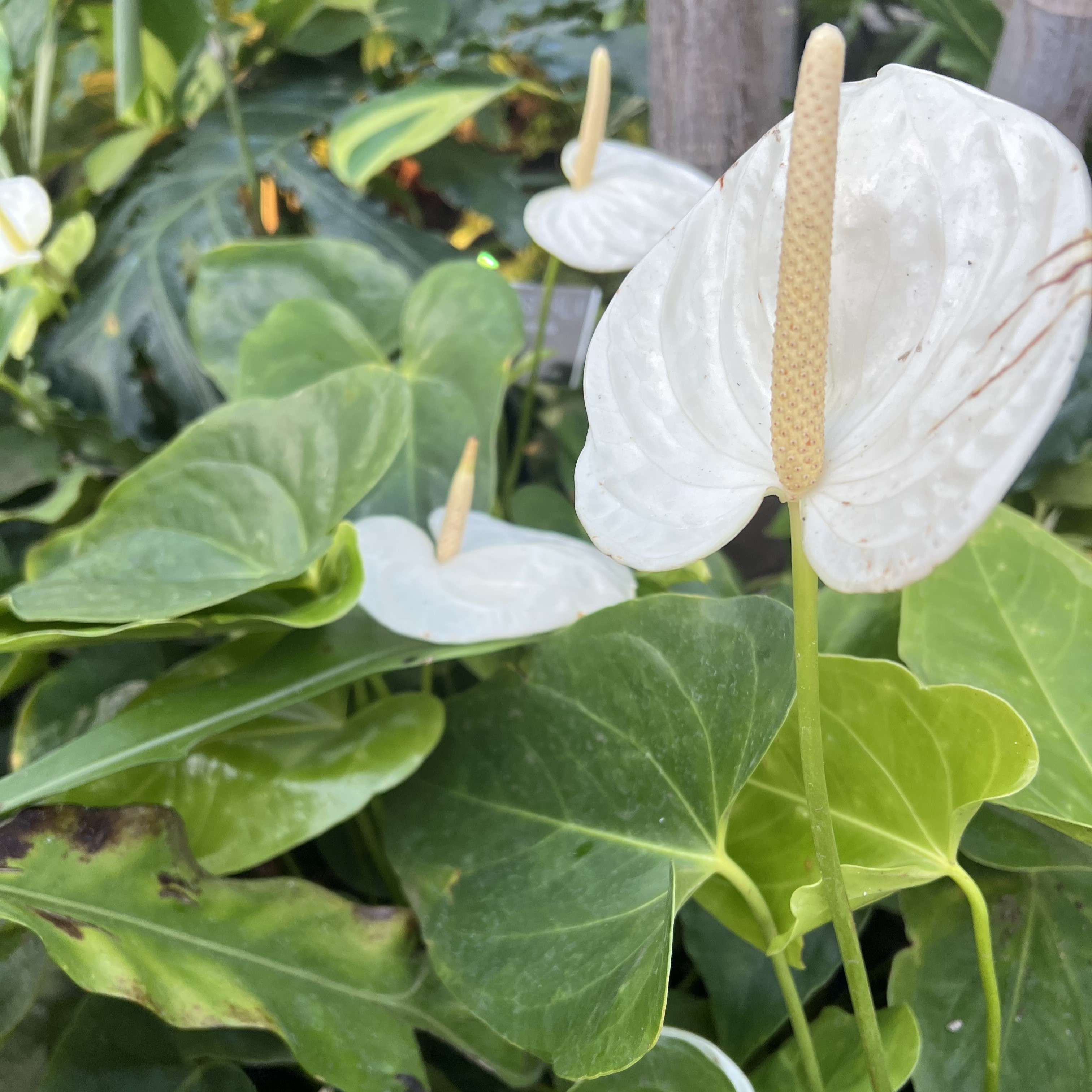 upright white blooms
