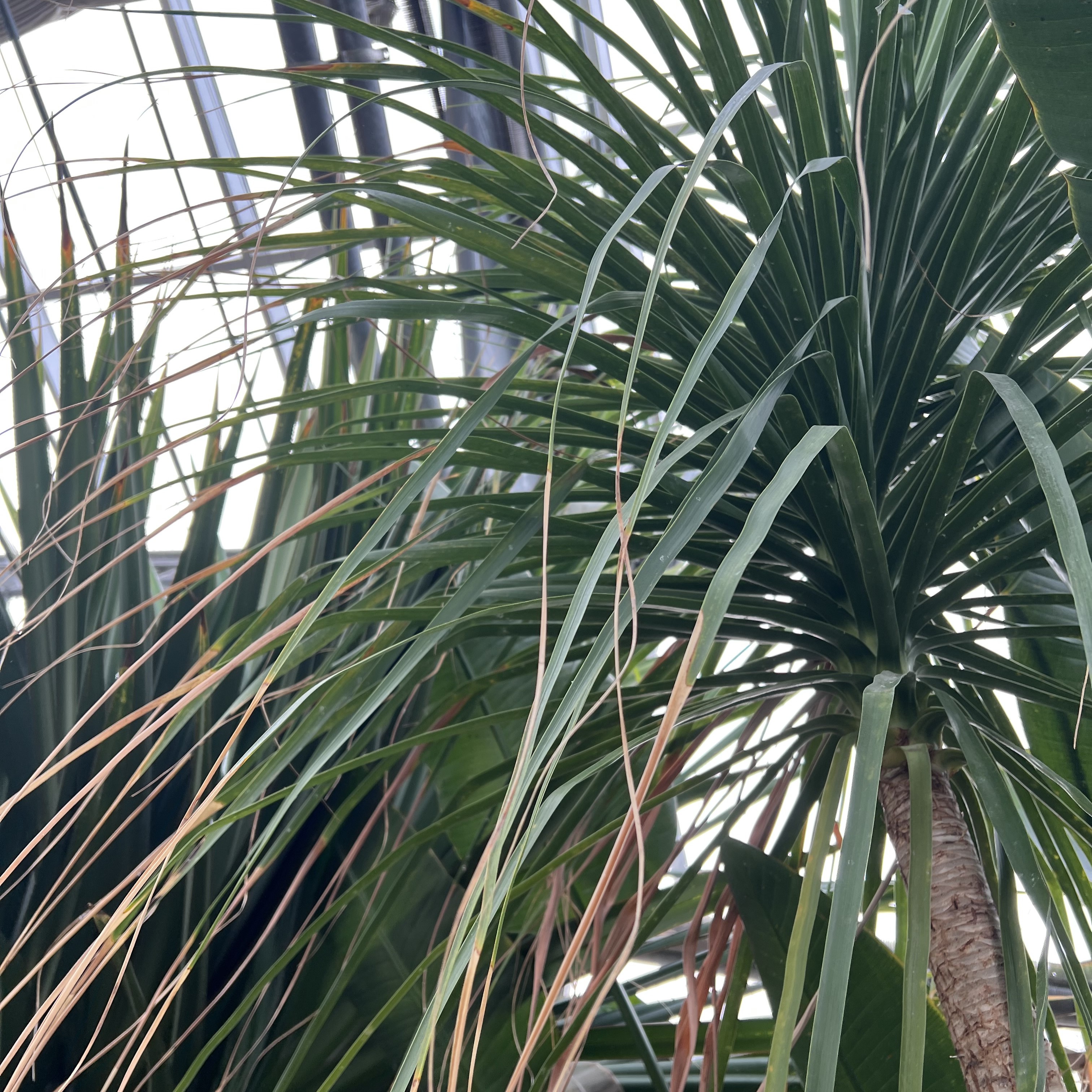 a tall palm with thin fronds exploding from the top