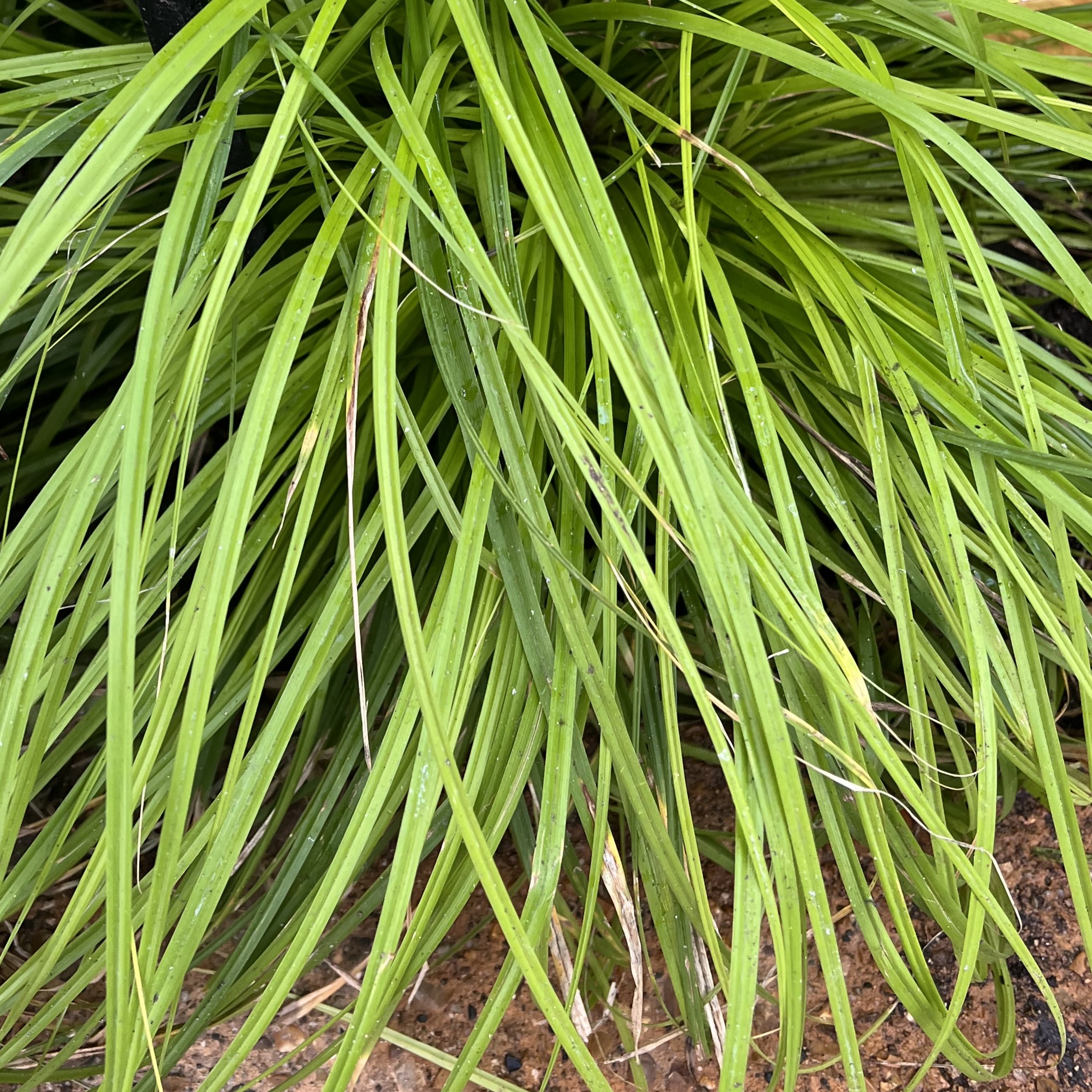 long, stringy, green foliage