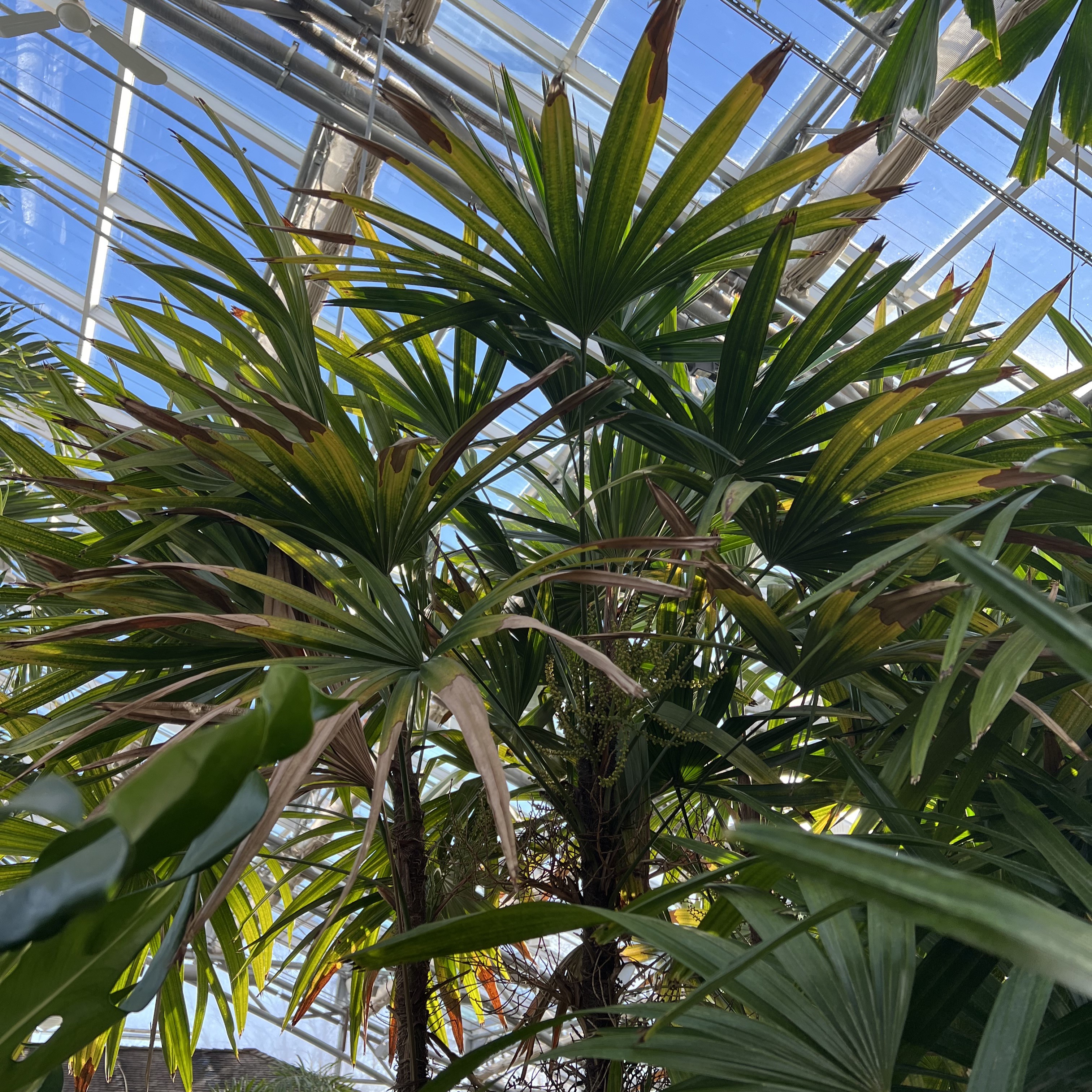 a tall palm with a fuzzy trunk and medium fronds