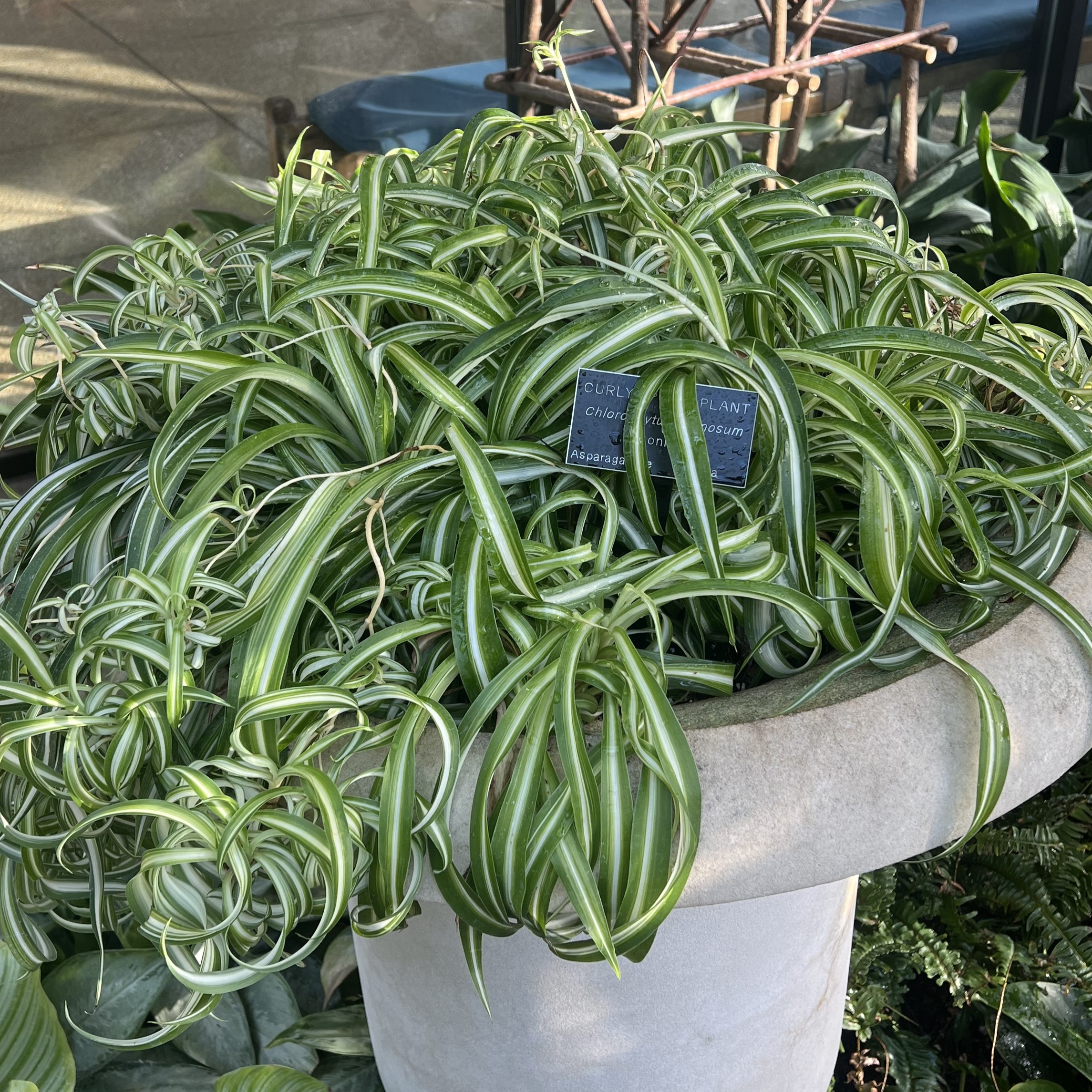 stringy green and white foliage