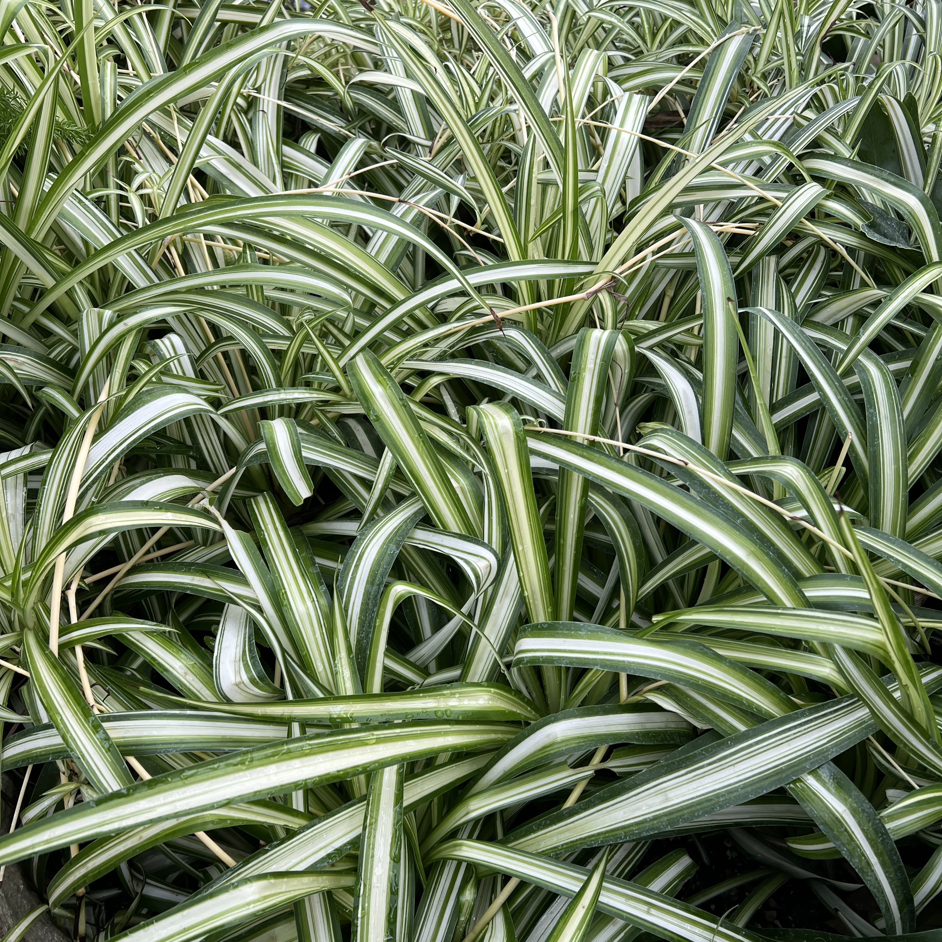 stringy green and white foliage