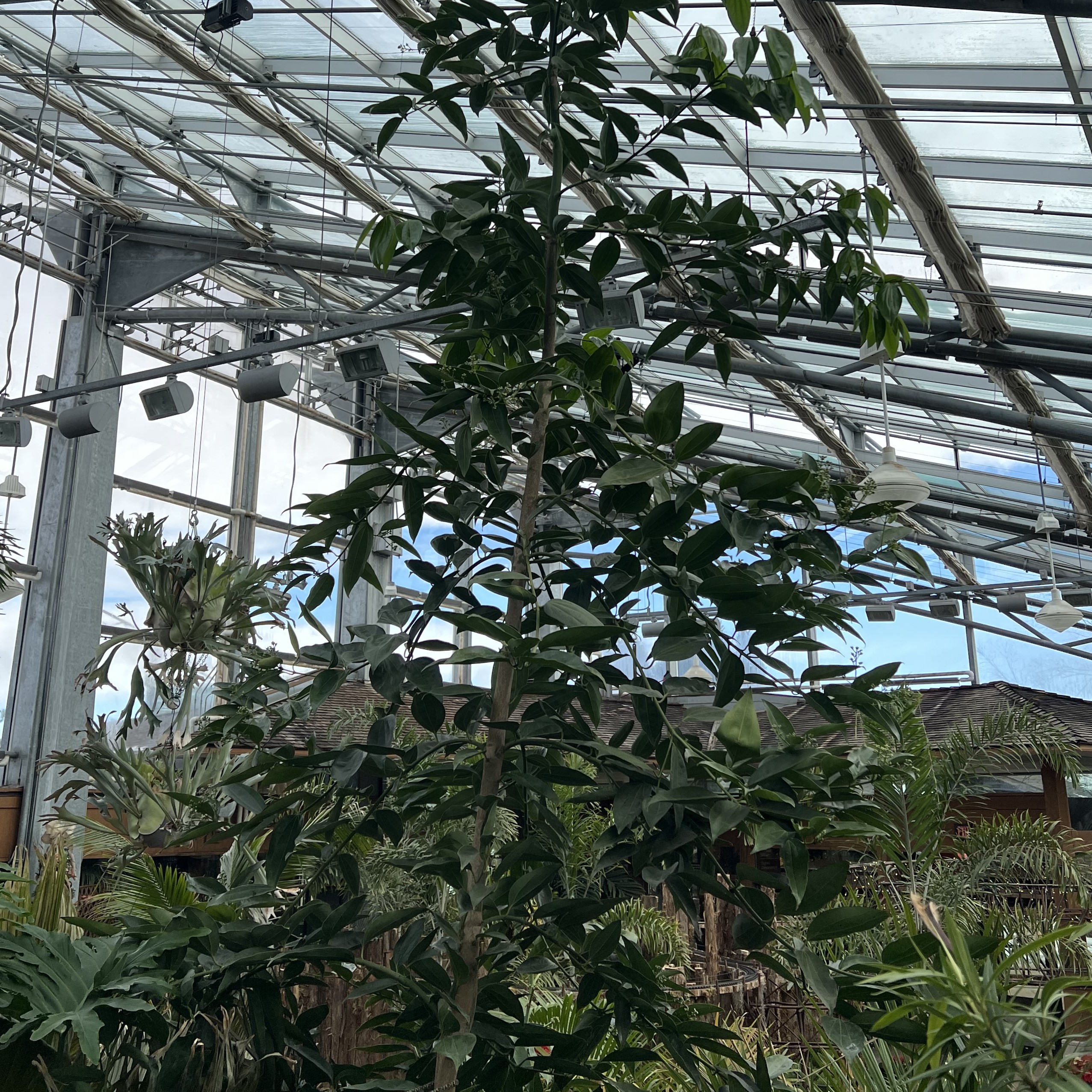 a tall tree with a thin trunk and small leaves