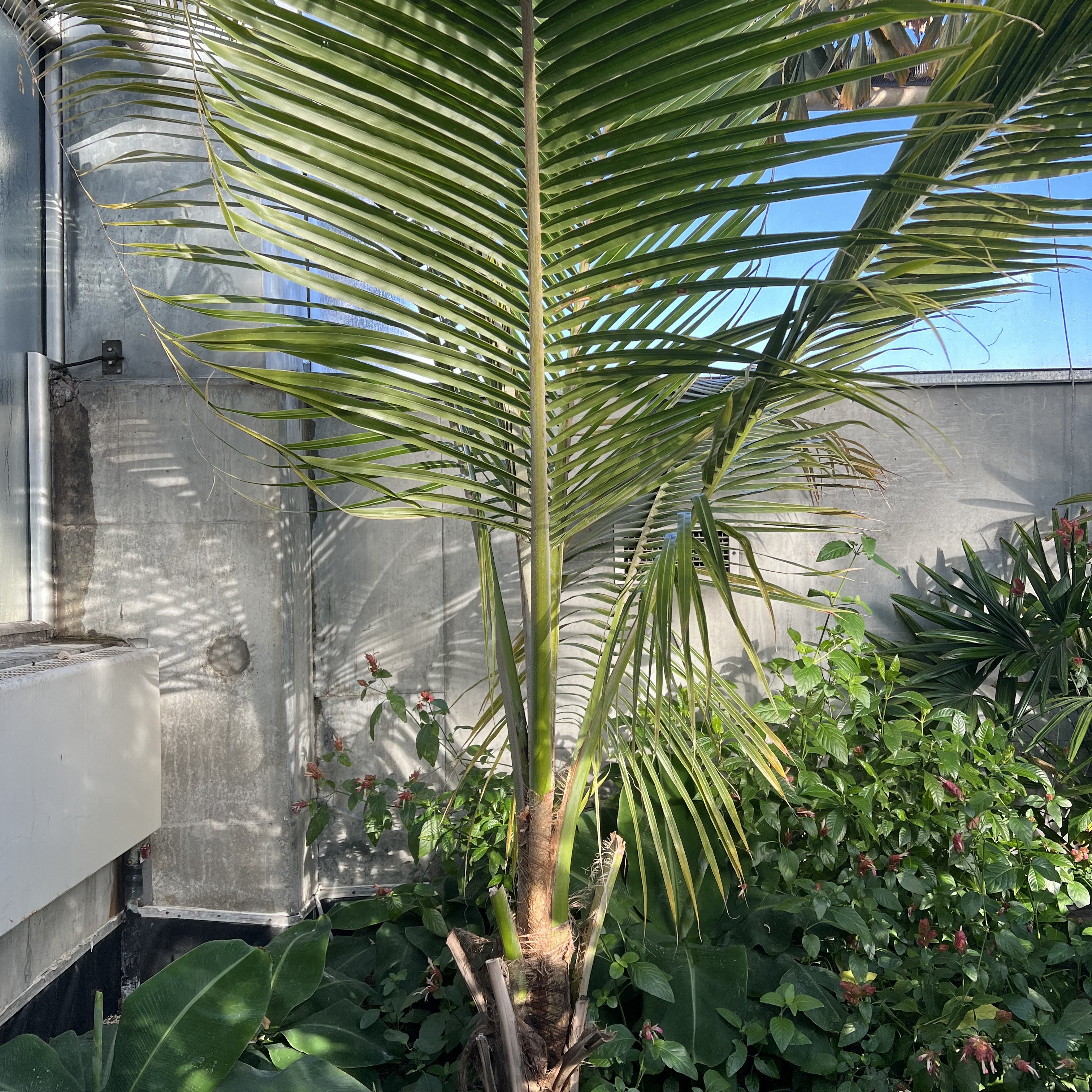 a palm with a short, fuzzy base and giant fronds