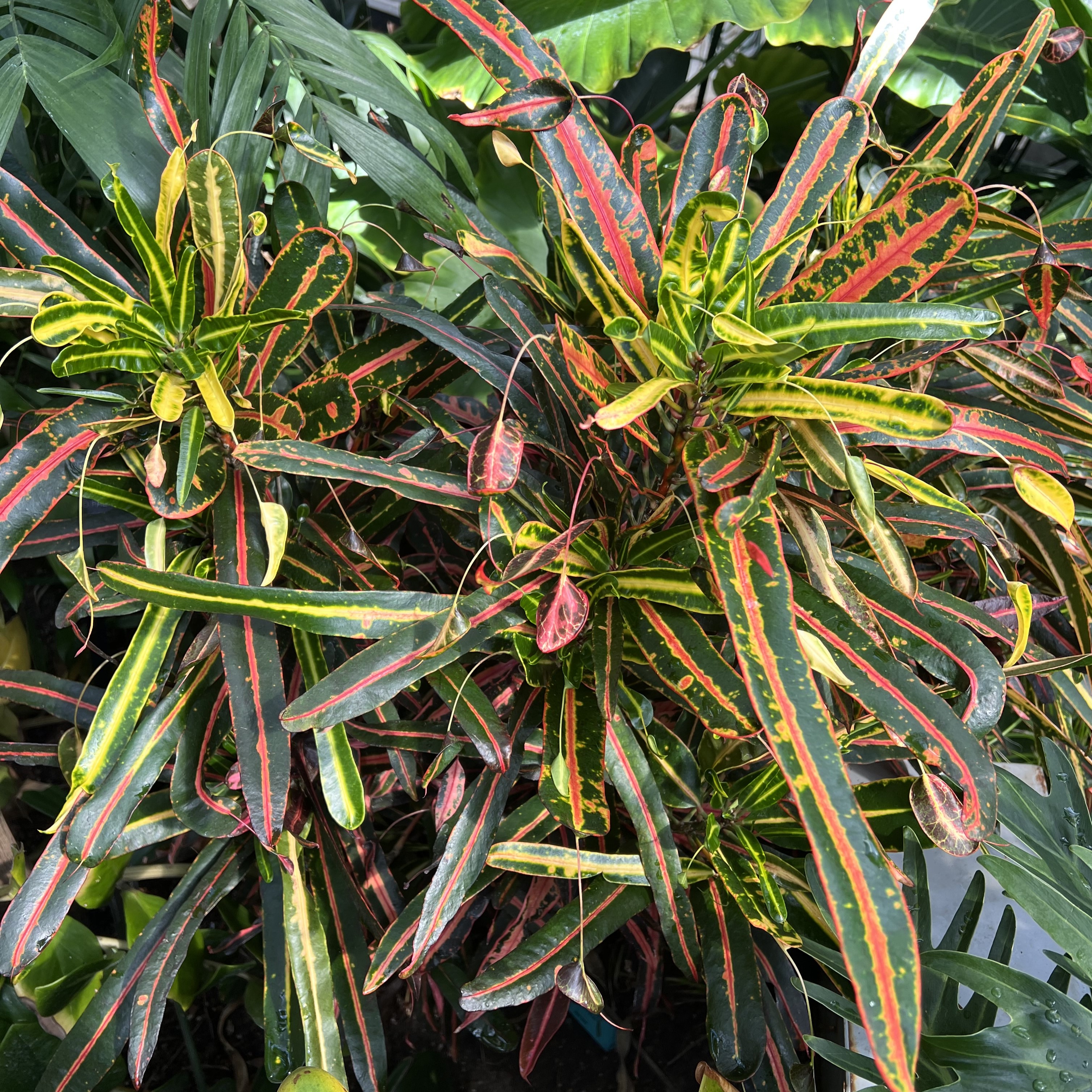 red yellow and green striped foliage