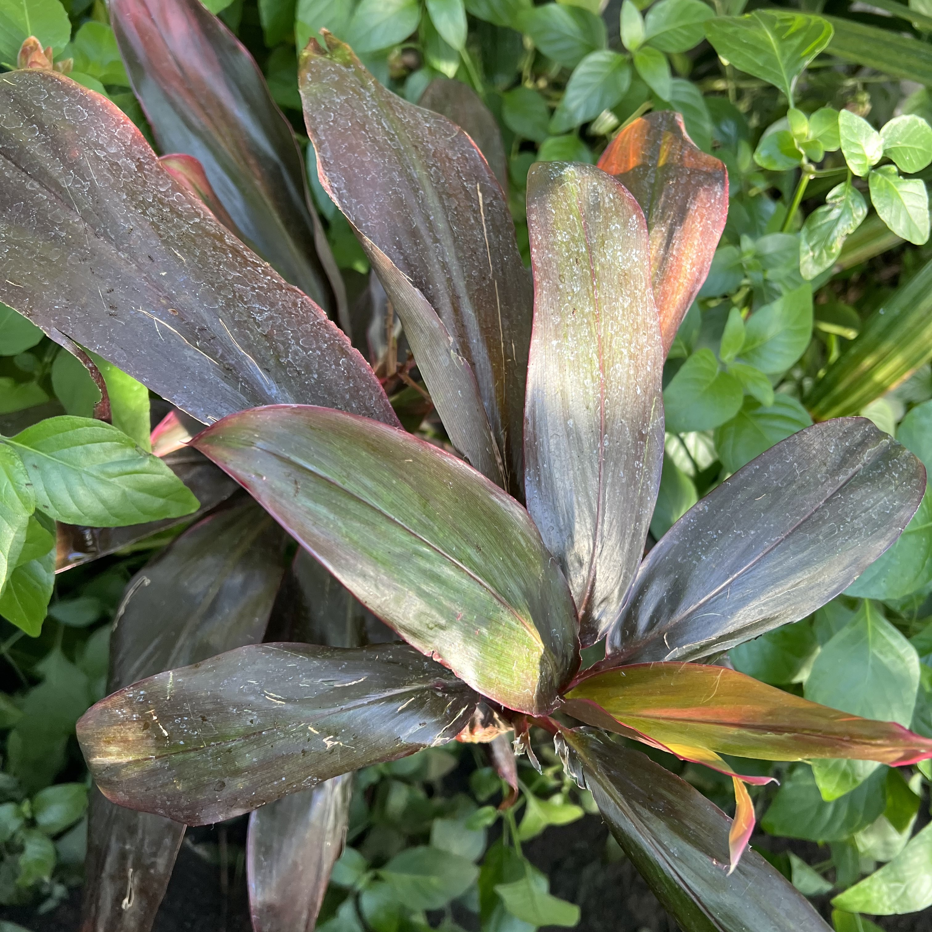 long burgundy foliage