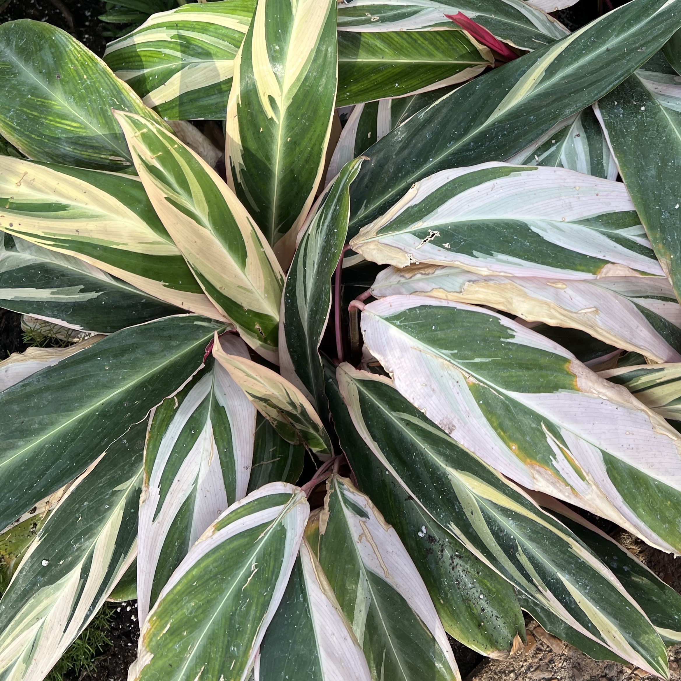 green foliage with pink and yellow variegation