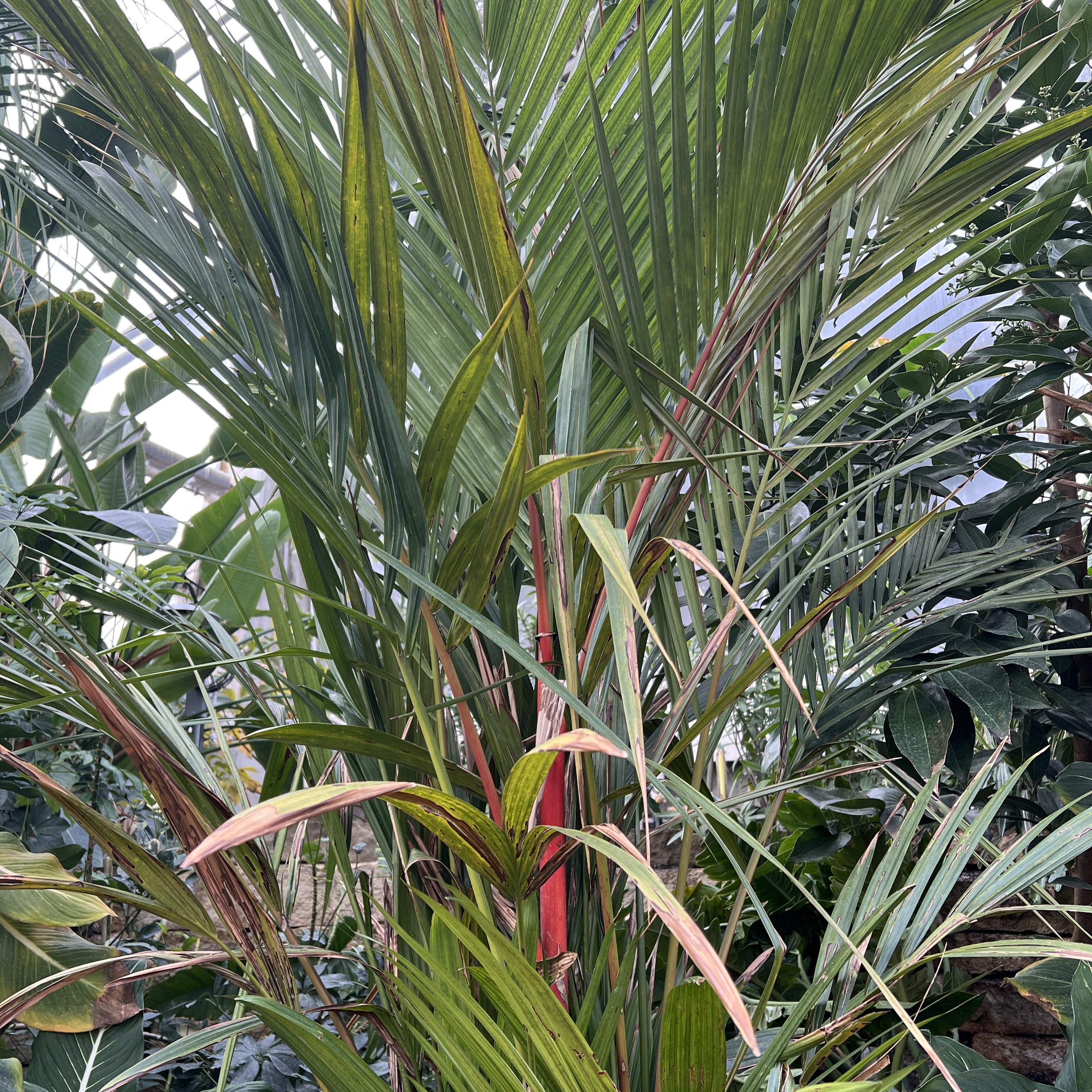 a palm with a bright red stem and large fronds