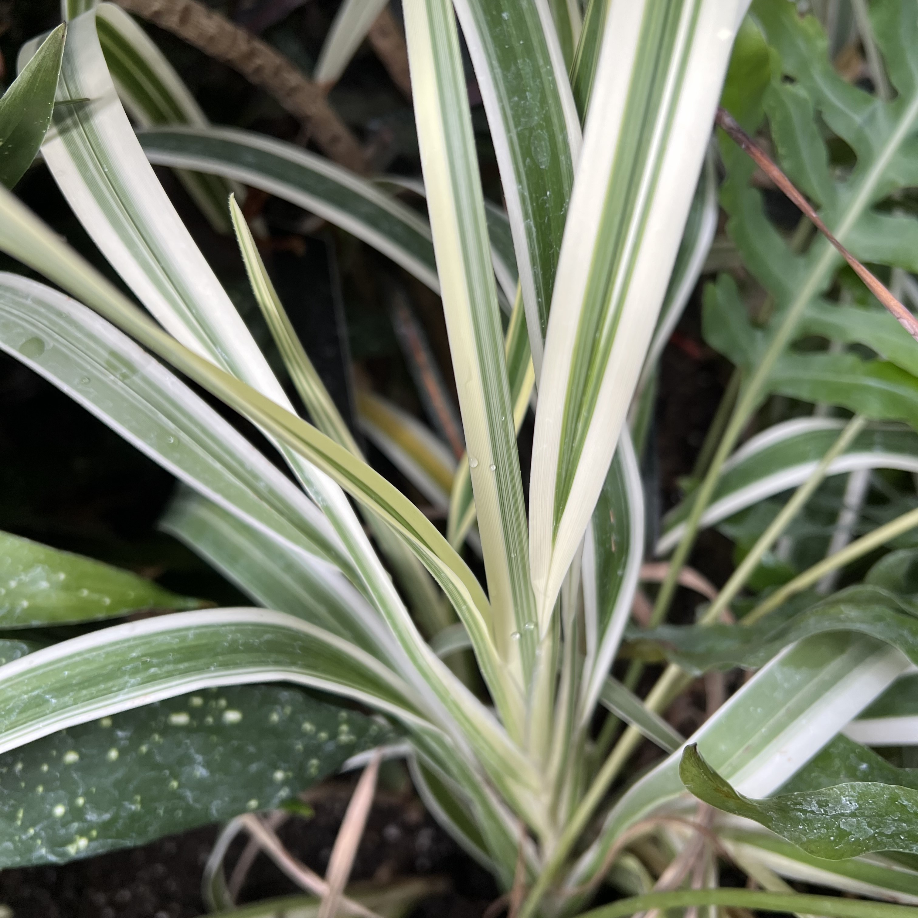 thin green and white striped leaves