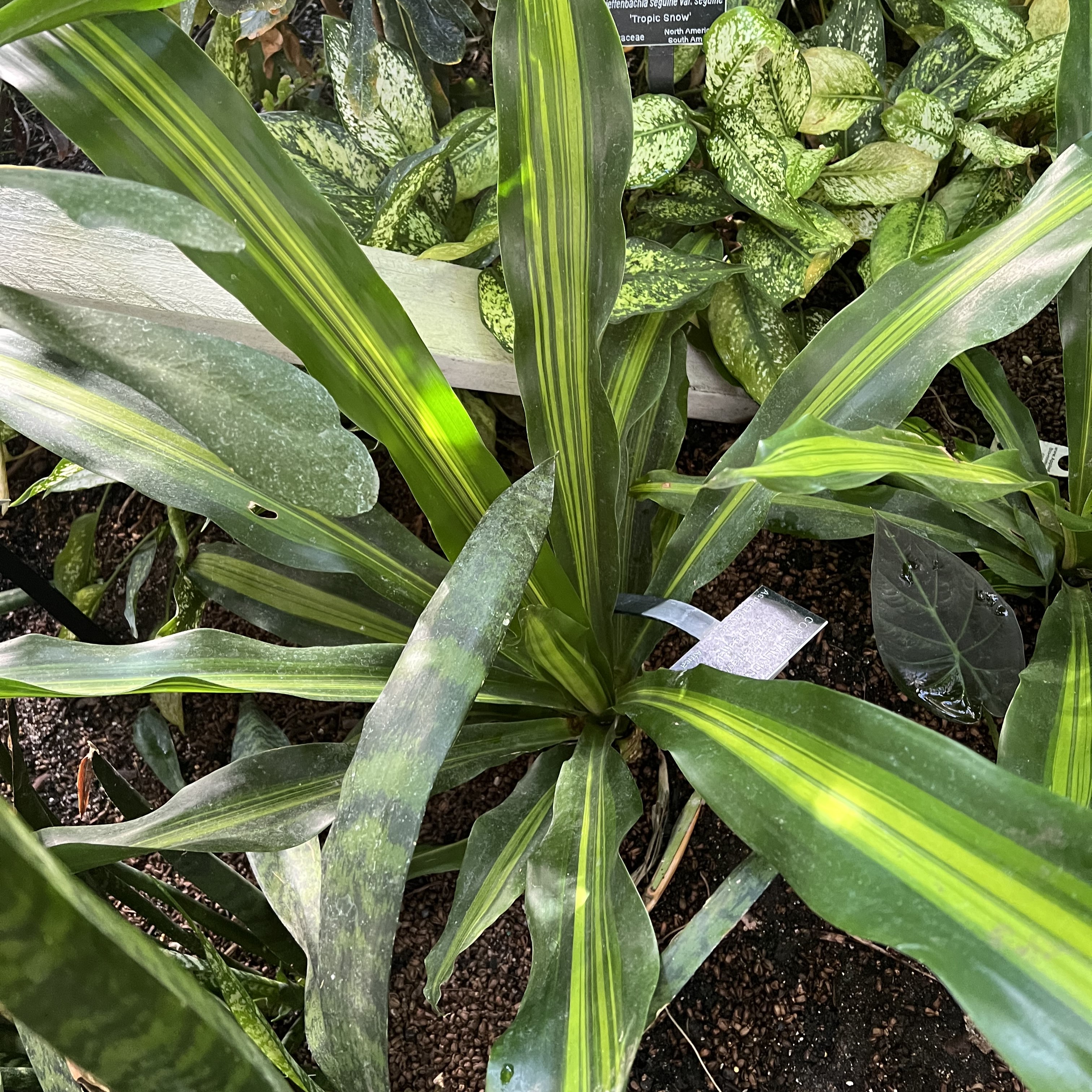 dark green and lime green striped foliage