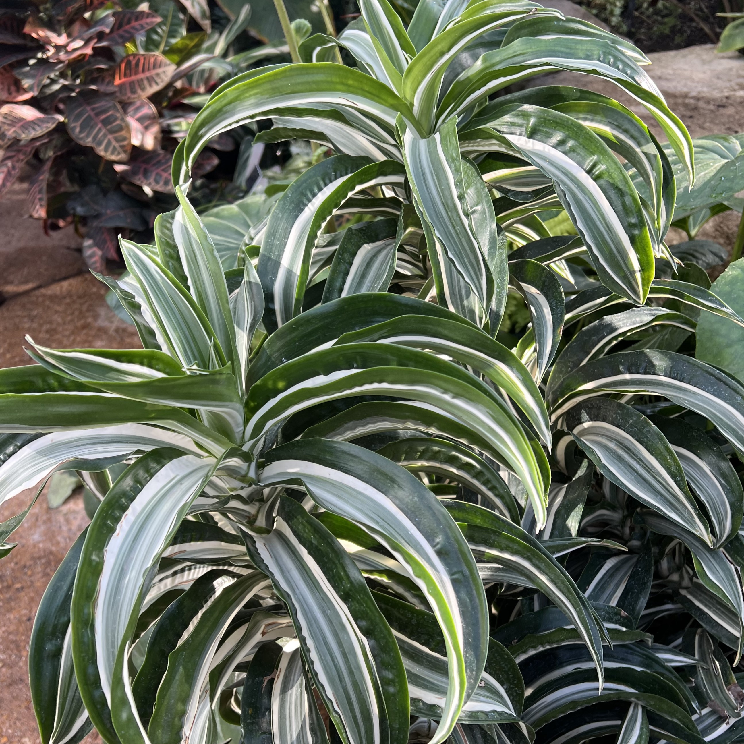 variegated green and white foliage