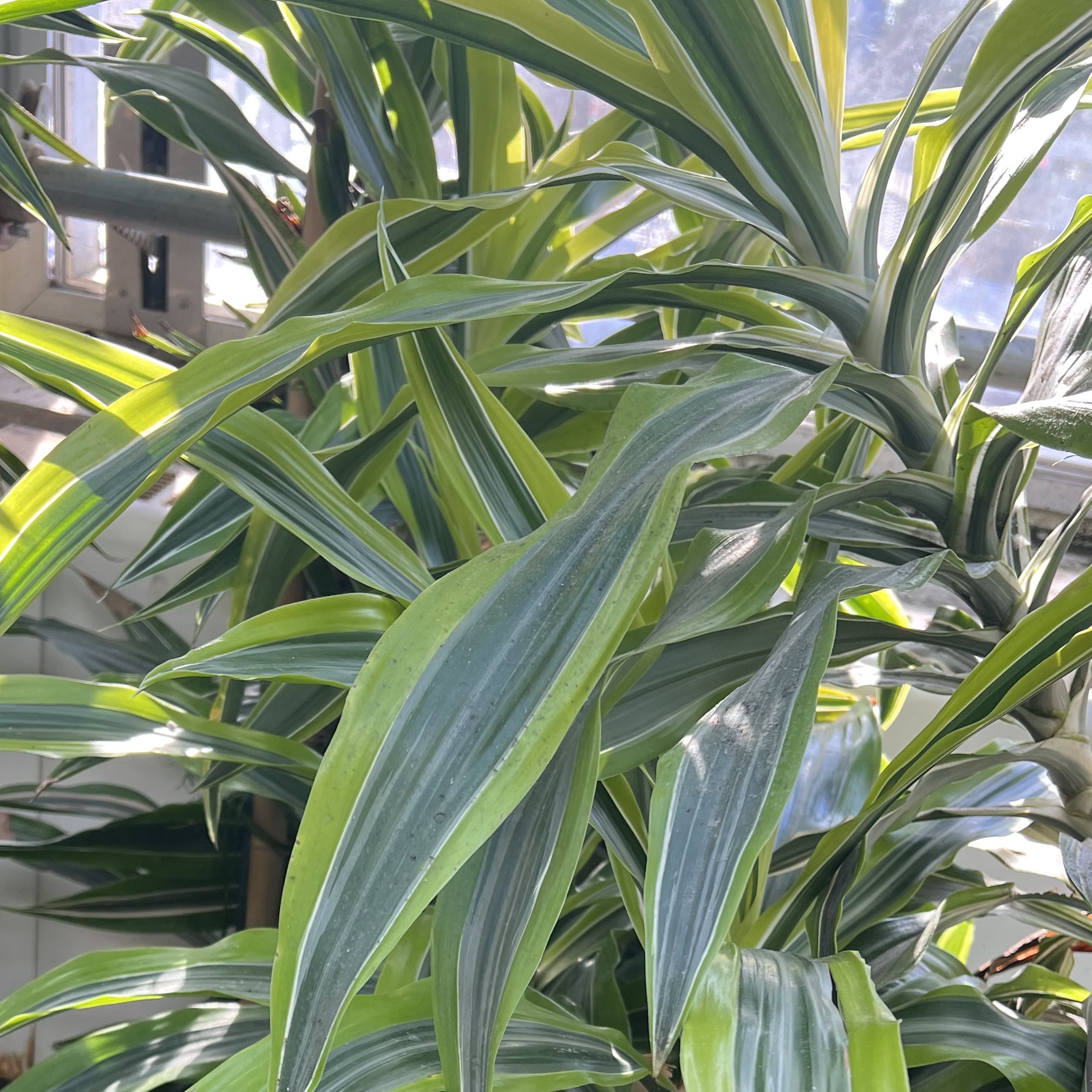 dark green and lime green variegated foliage