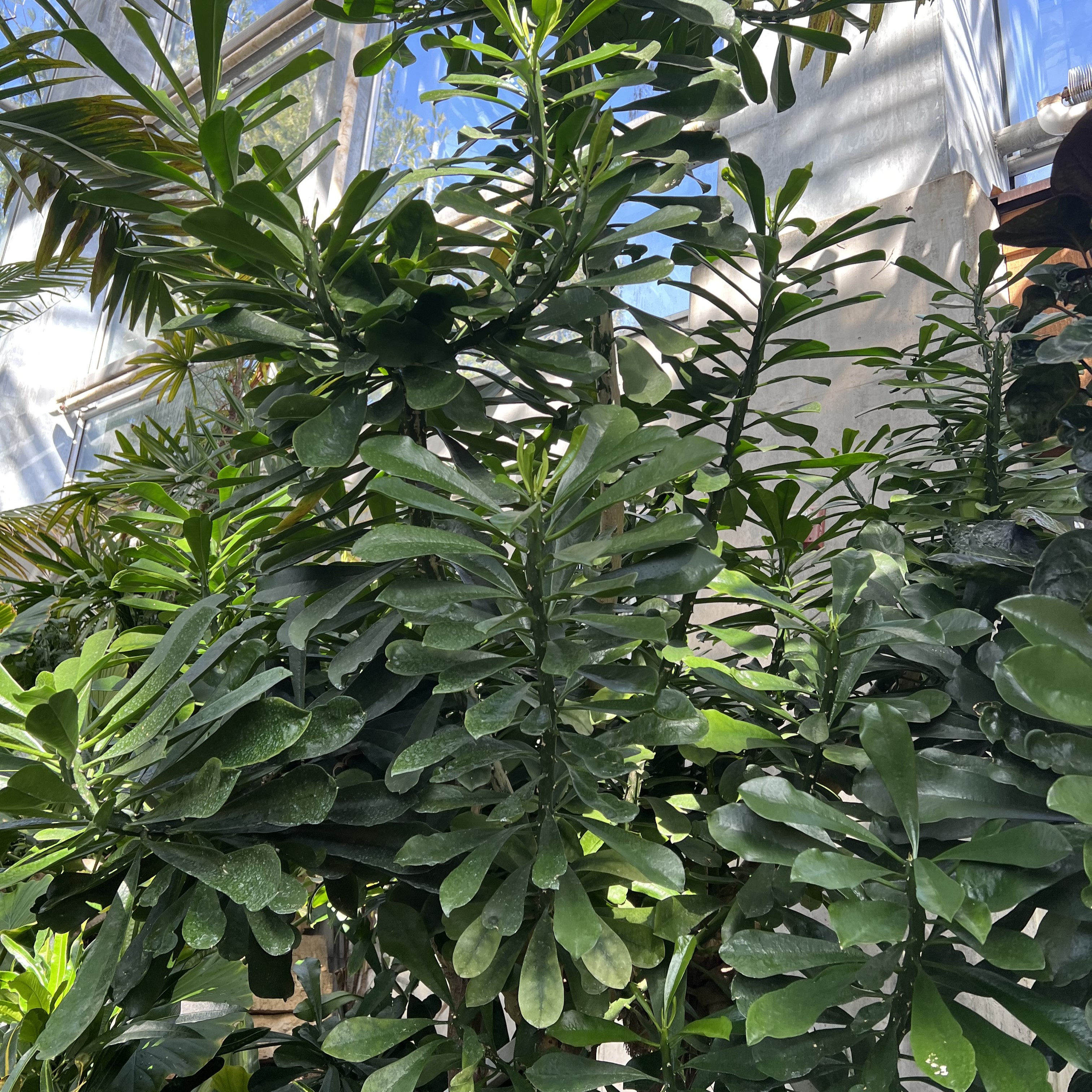 a succulent-like tree